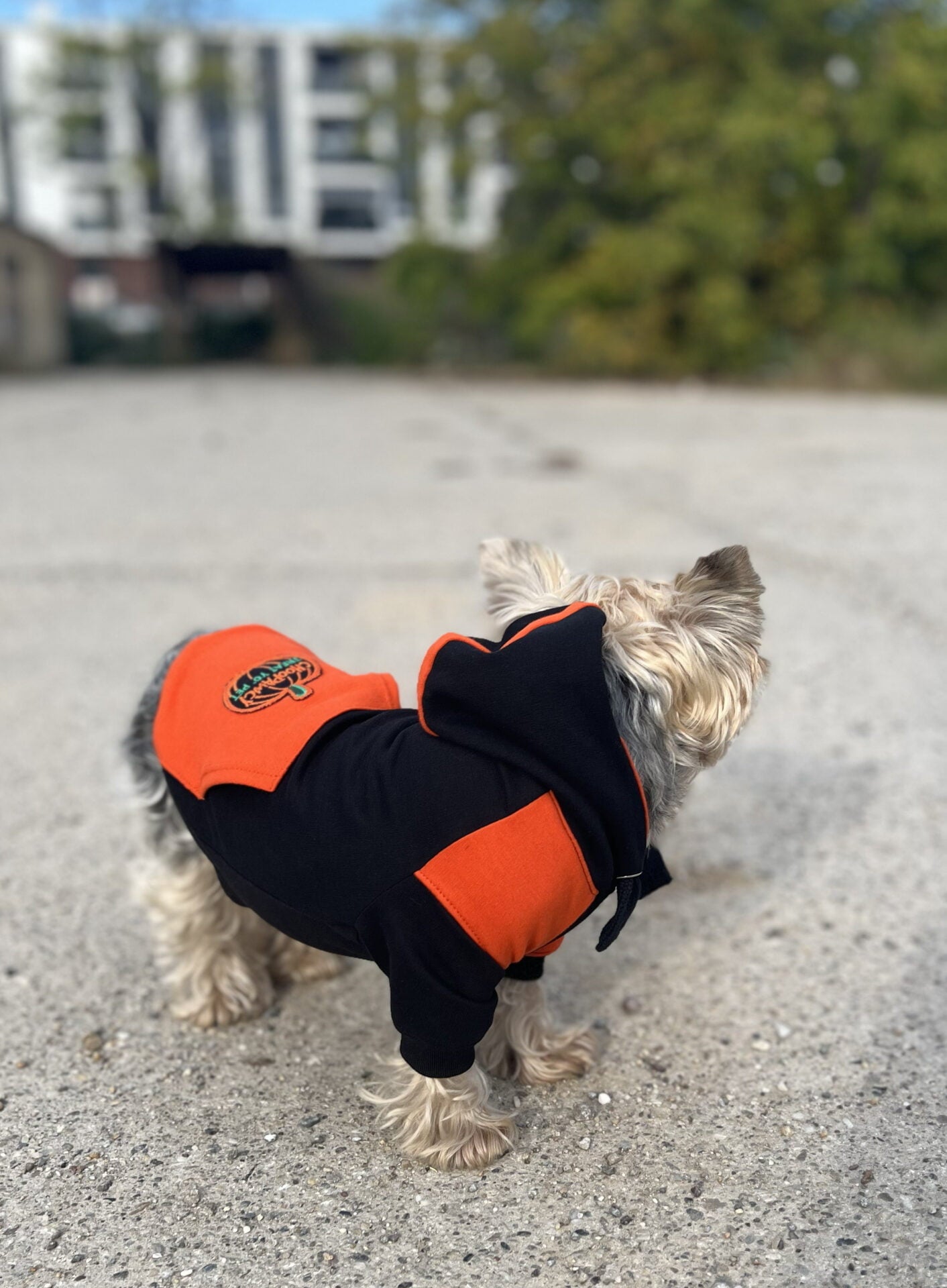Pumpkin spice doggo