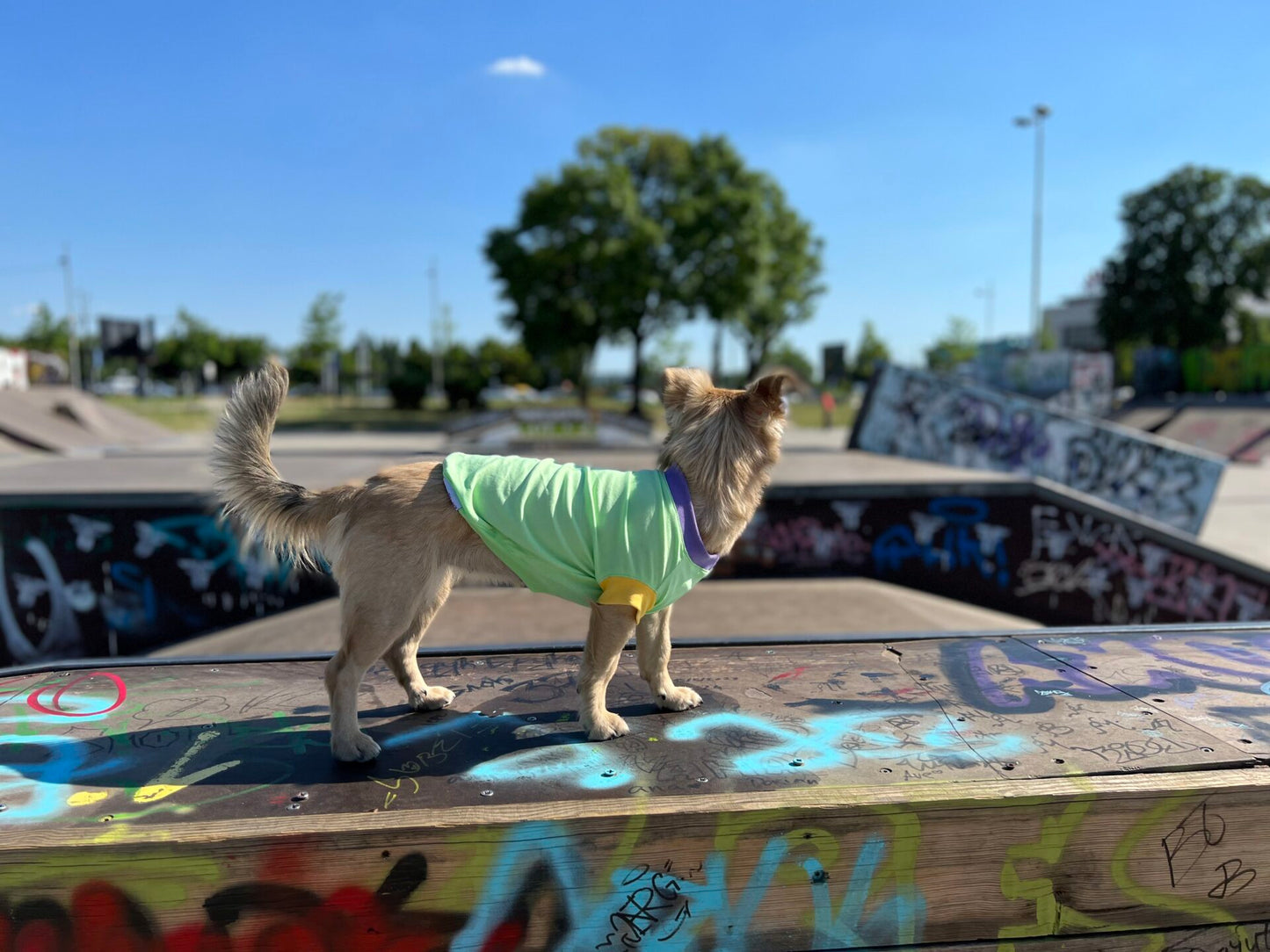 Kiwi melon ice cream - doggo