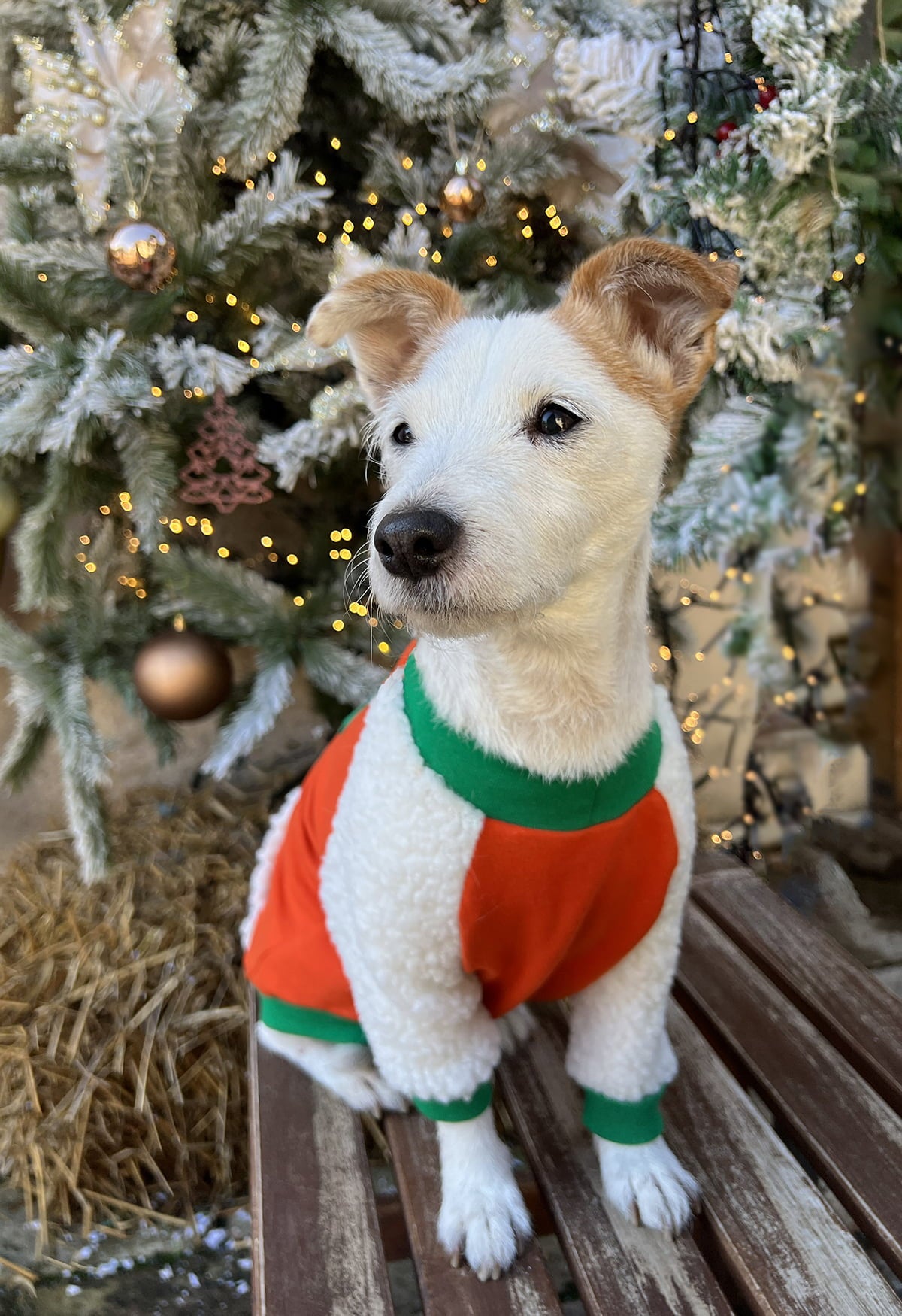 Holly jolly vibes doggo