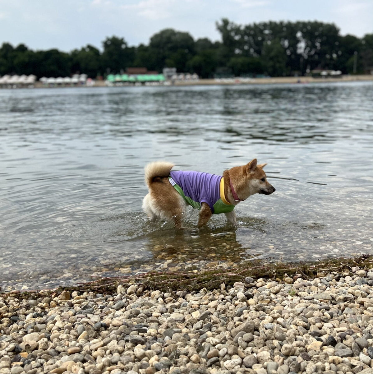 Bubblegum ice cream - doggo
