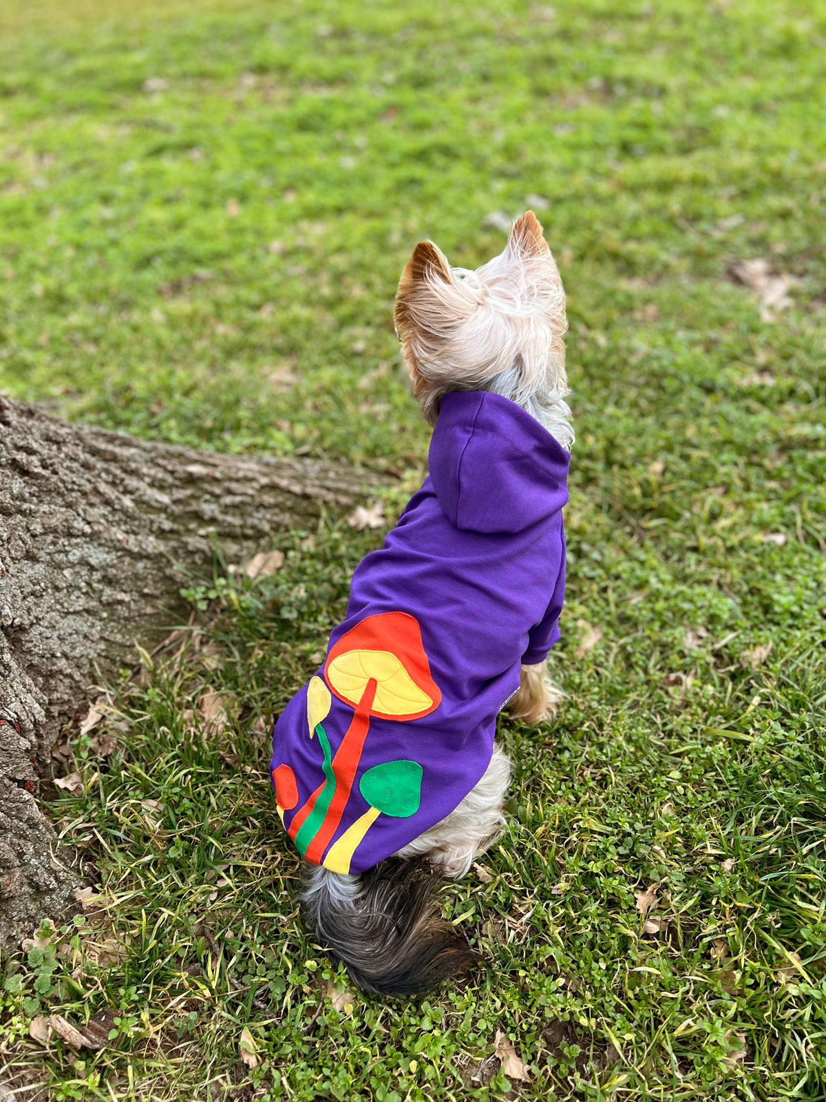 Mushroom moonlight doggo hoodie