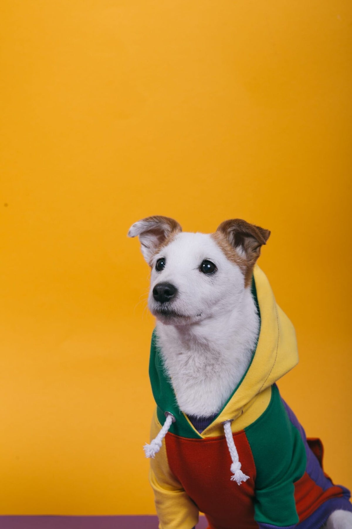 Macaroons doggo