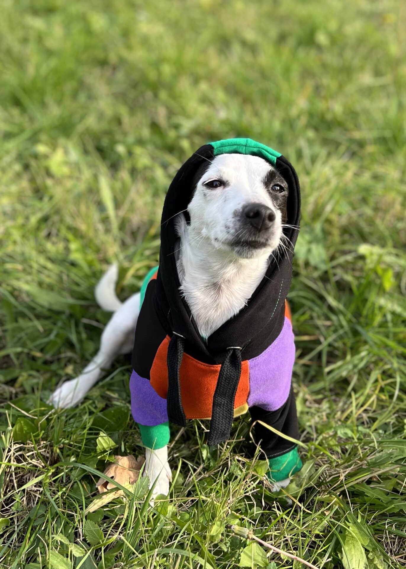 Candy cane hoodie doggo