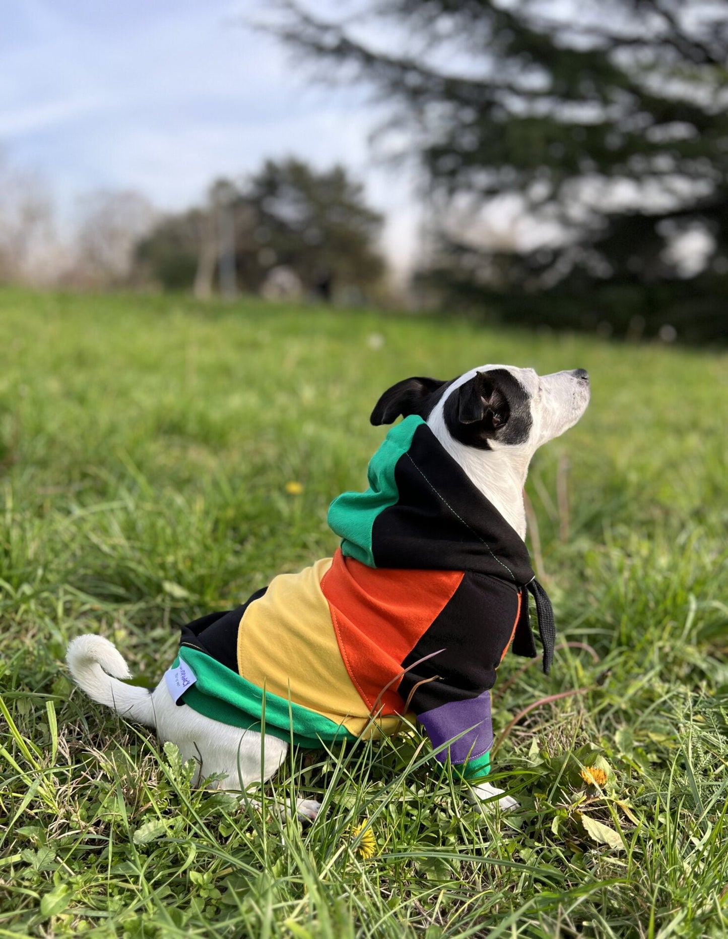 Candy cane hoodie doggo