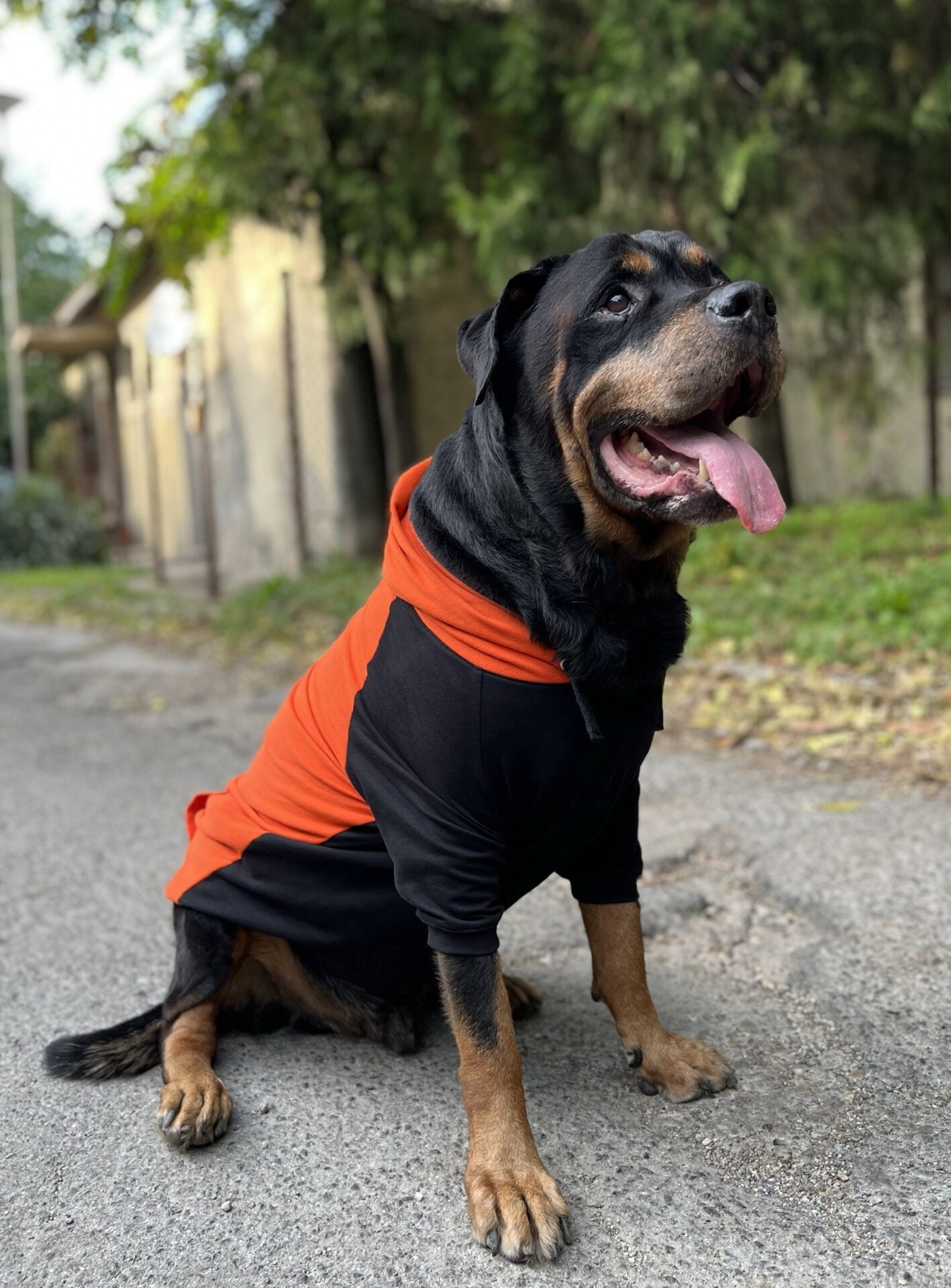 Pumpkin pie doggo