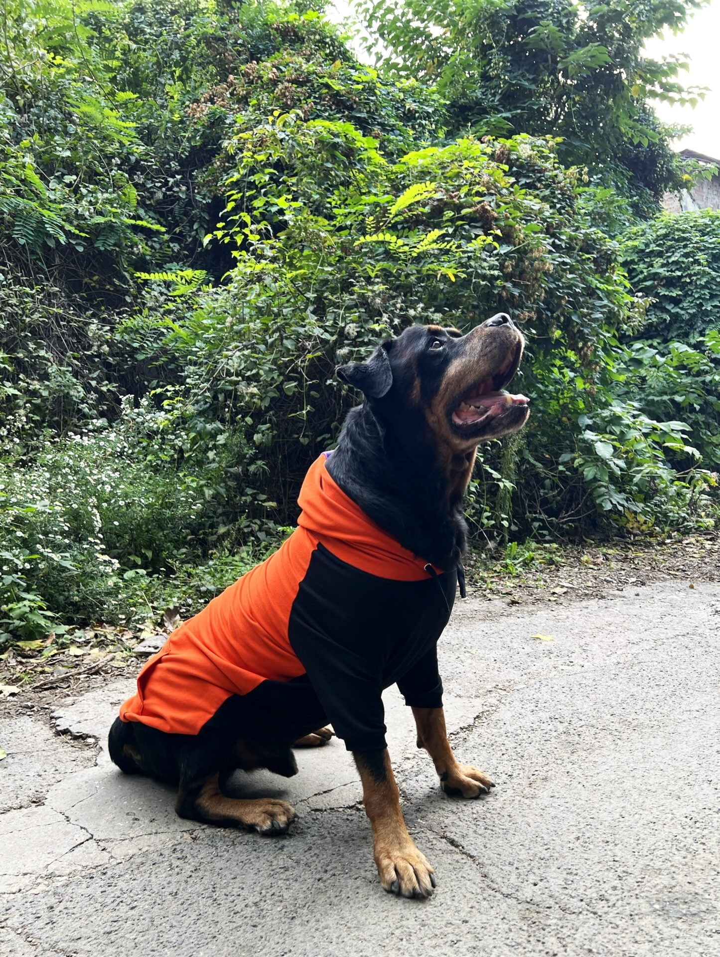 Pumpkin pie doggo