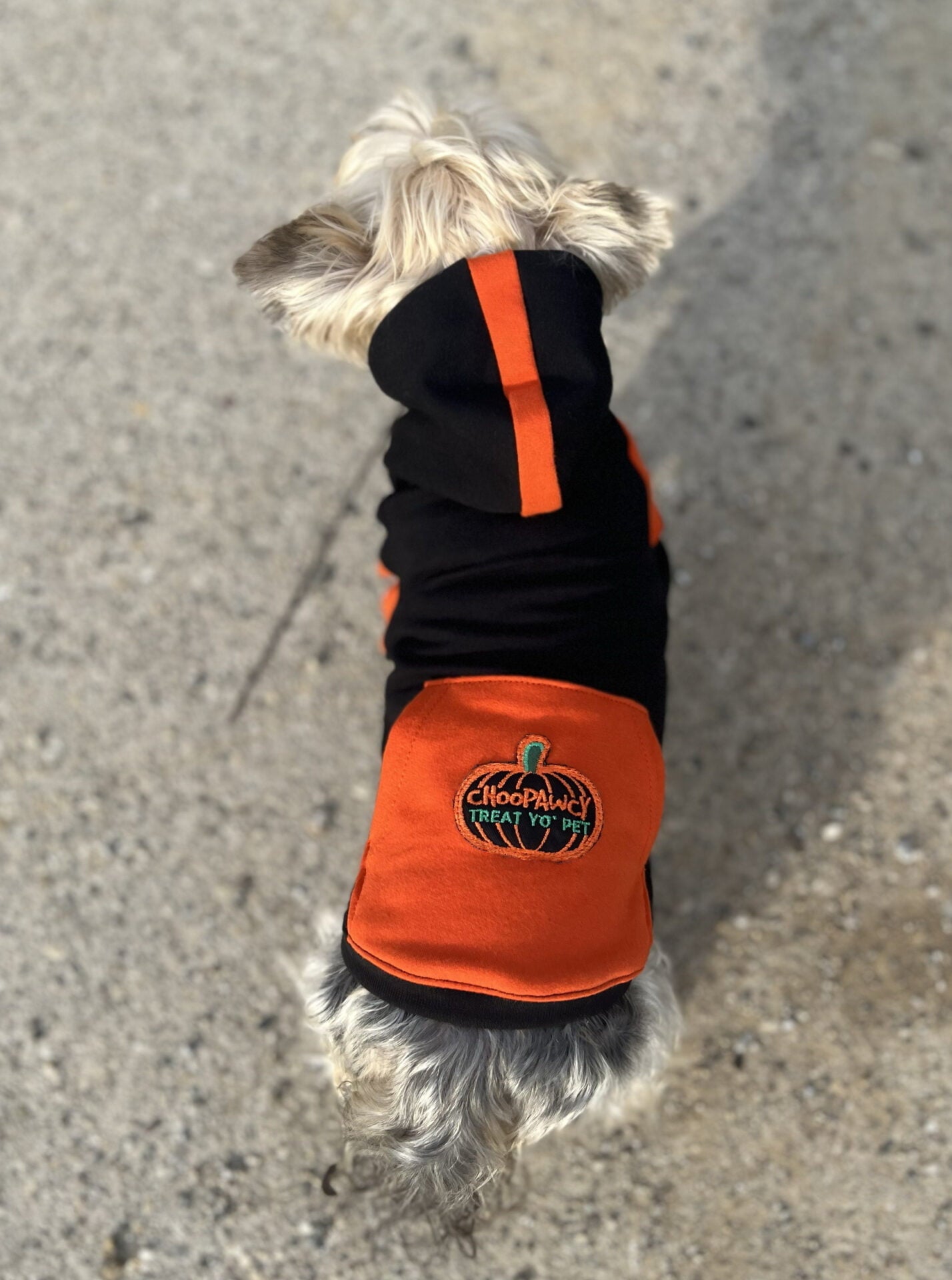 Pumpkin spice doggo