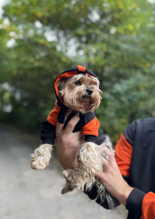 Pumpkin spice doggo