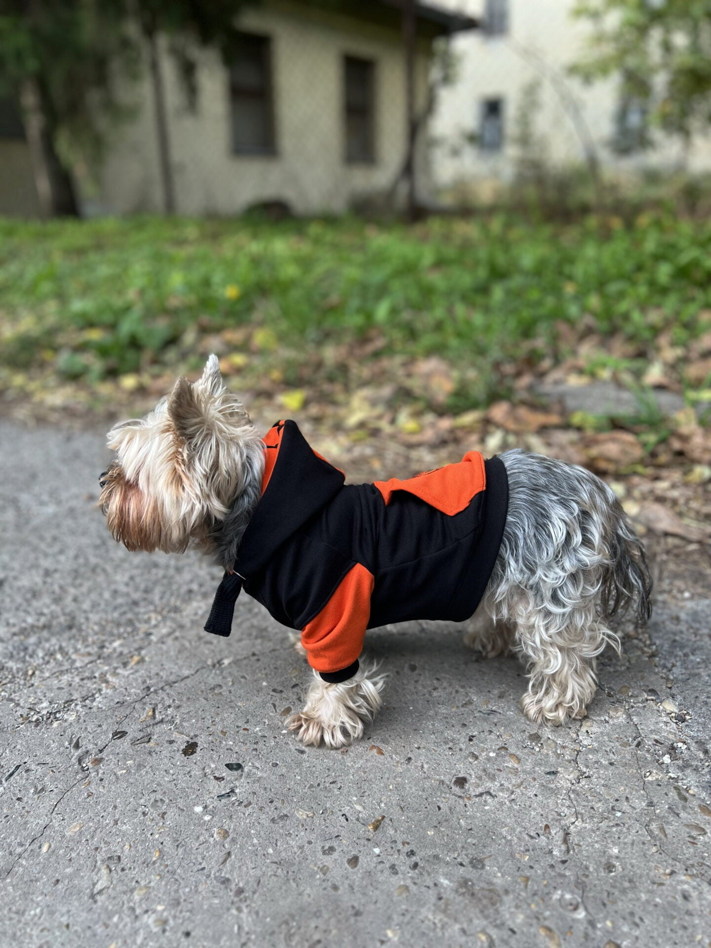 Pumpkin spice doggo