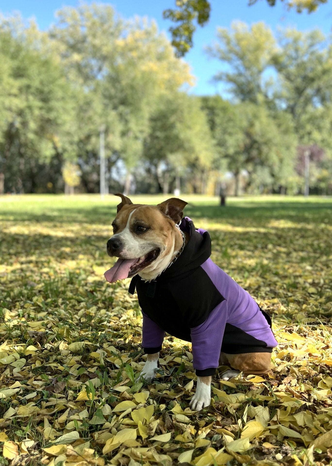 Purple candy doggo