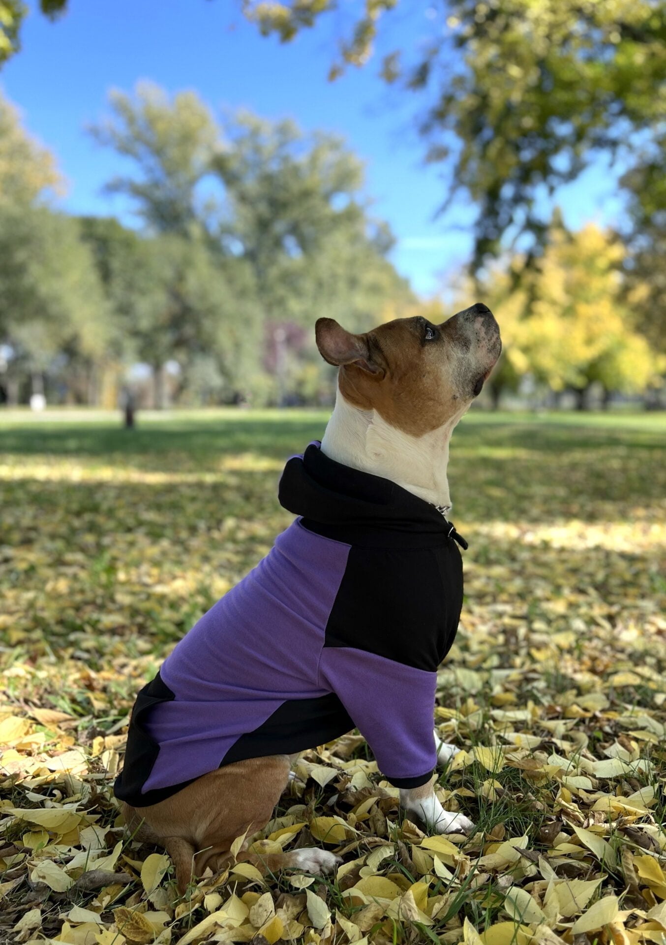 Purple candy doggo