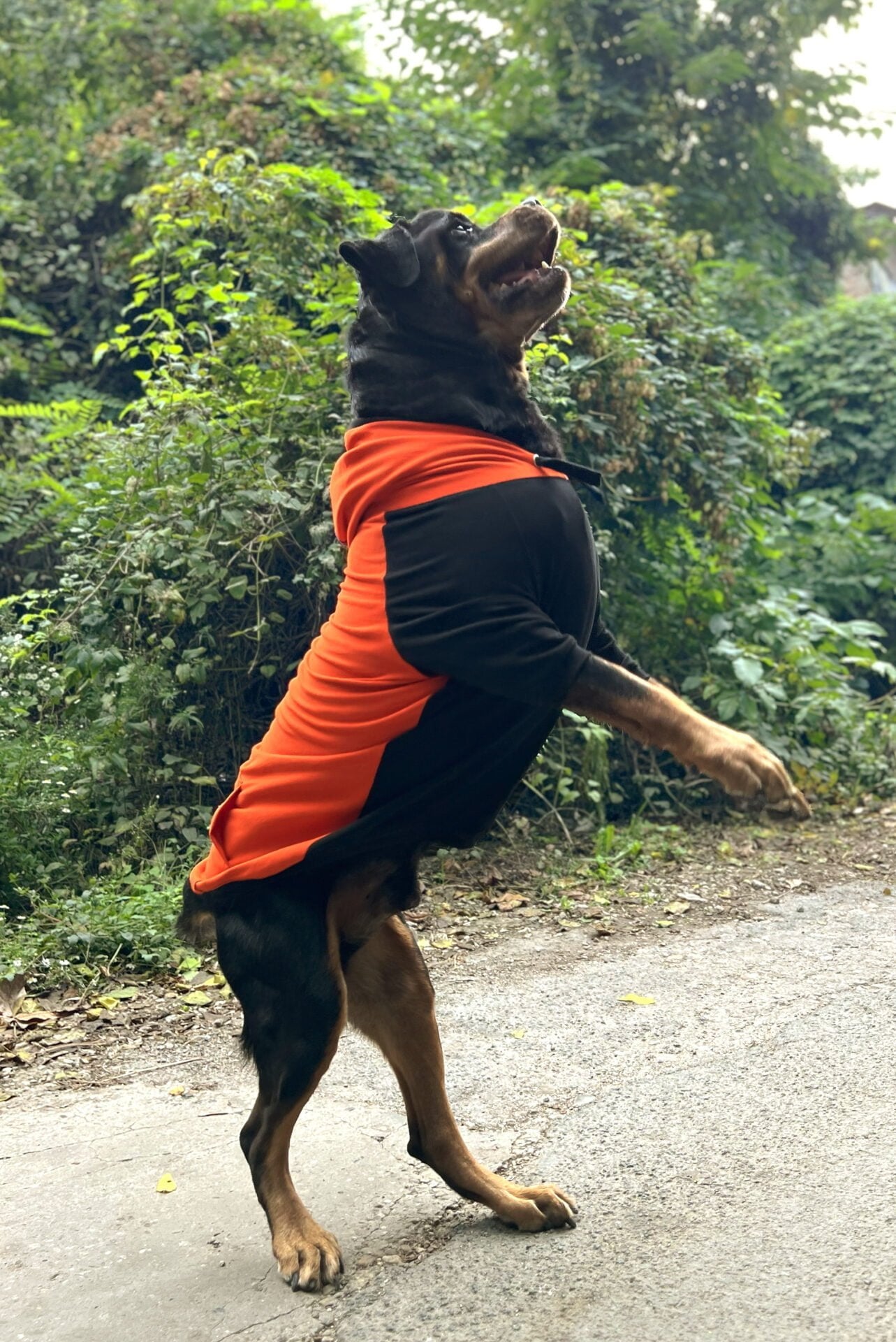 Pumpkin pie doggo
