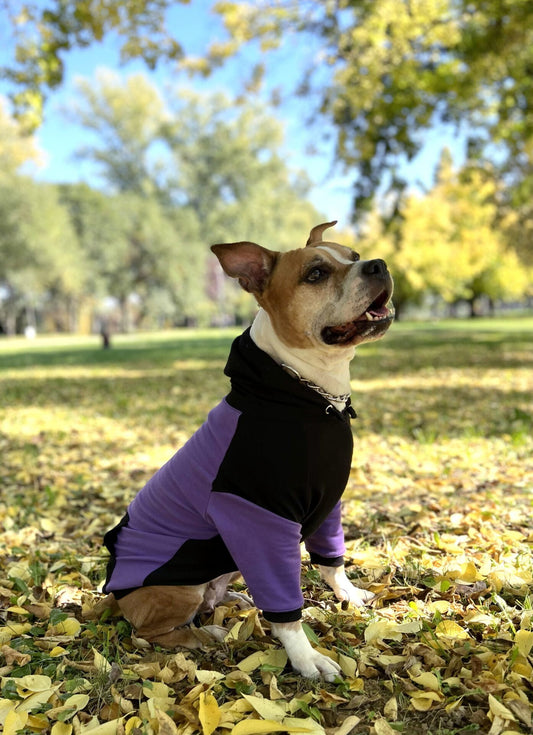 Purple candy doggo