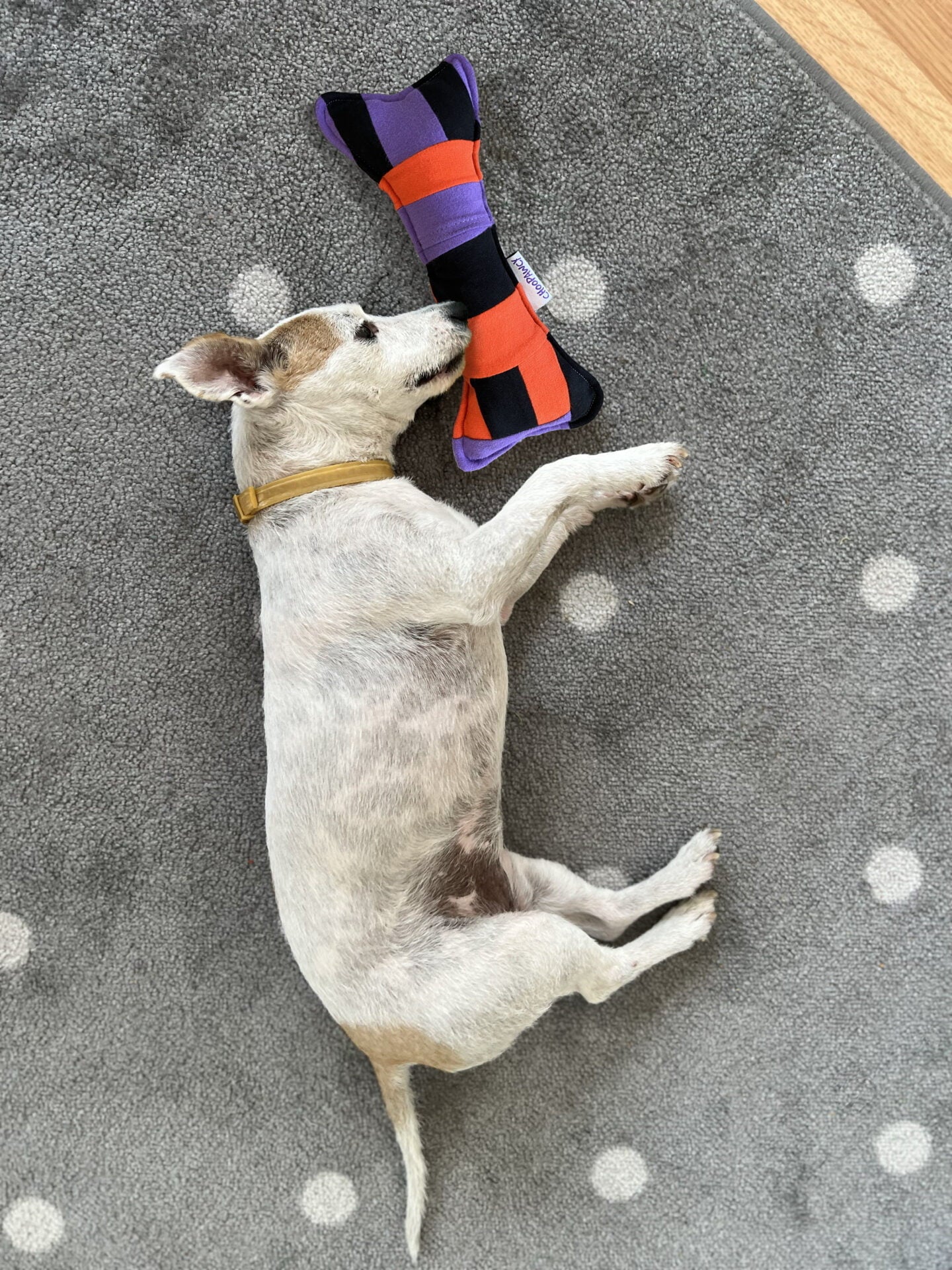 Pumpkin bone toy