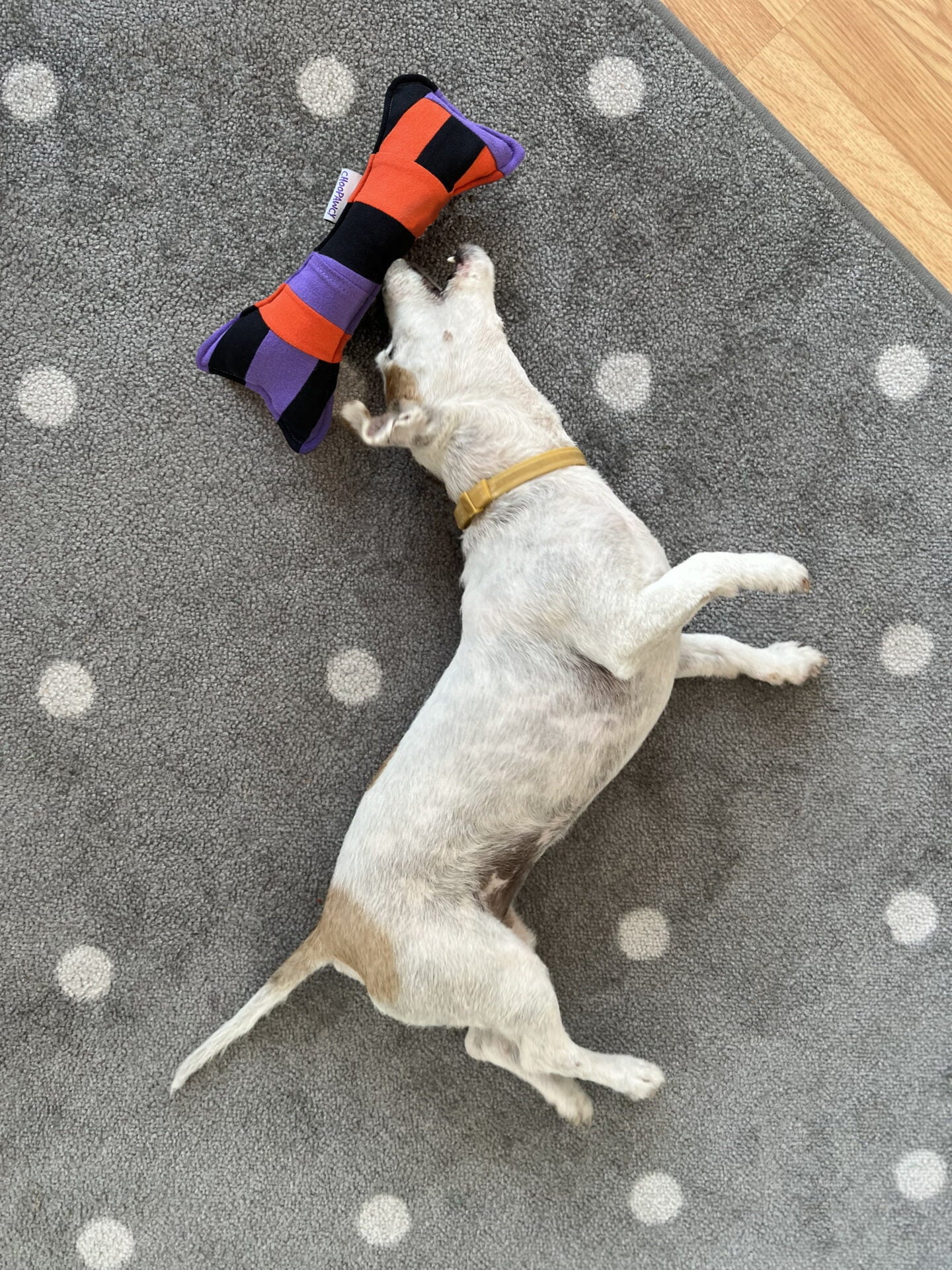 Pumpkin bone toy