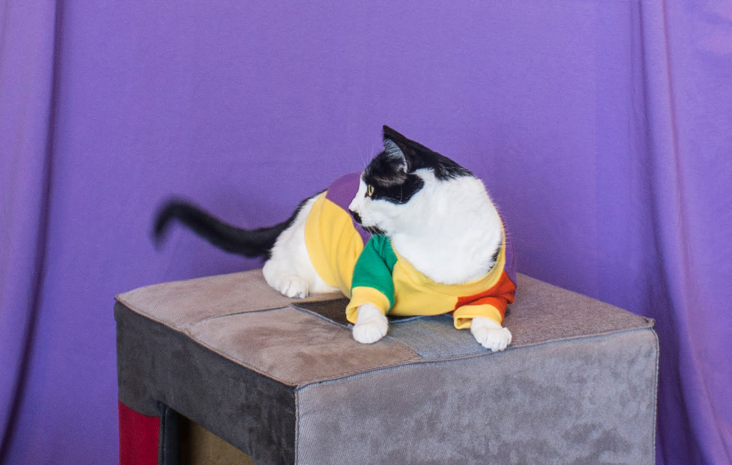 Bonibon doggo