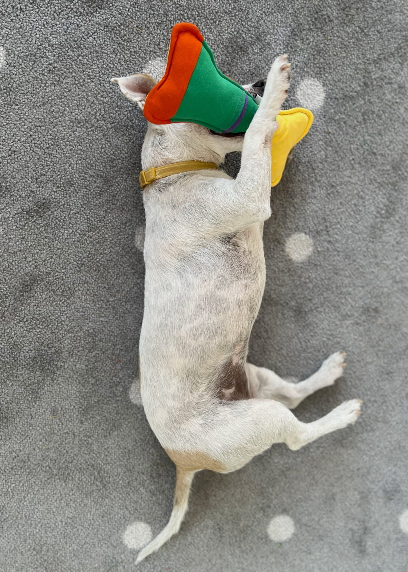 Emotional bone toy