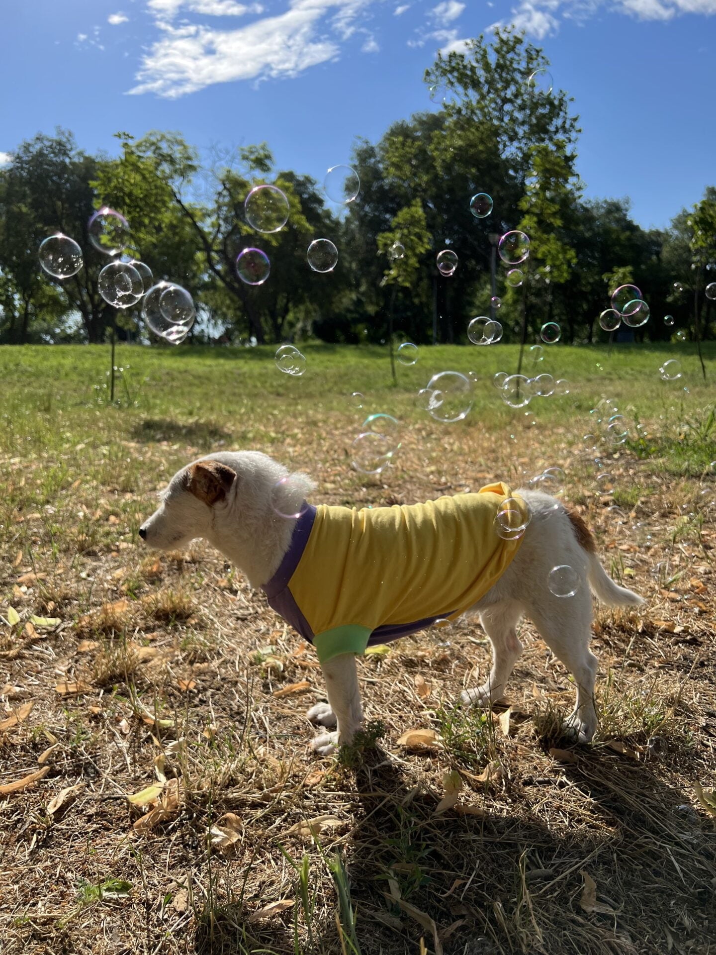 Sprinkles topping - doggo