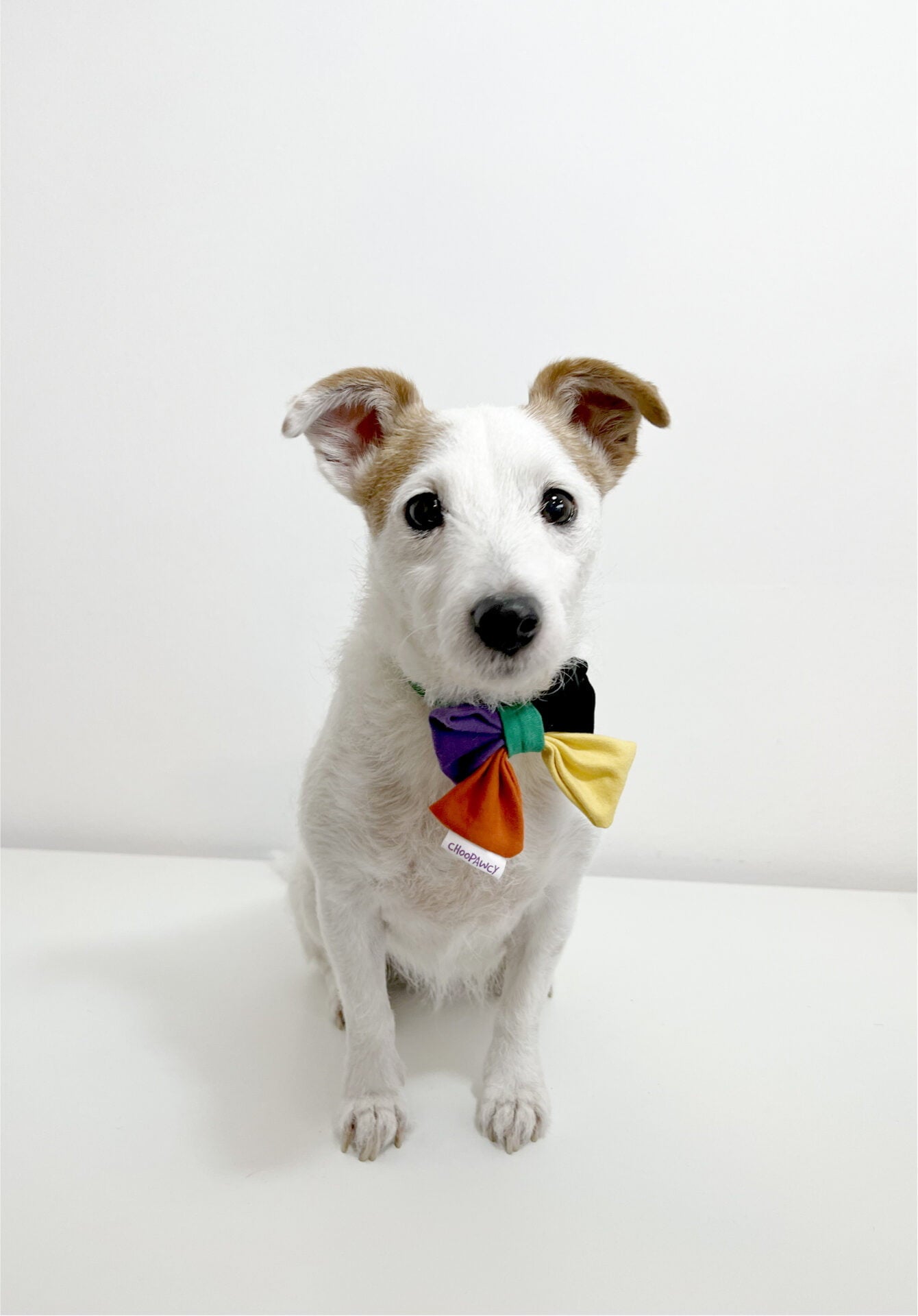 Doggo bow tie