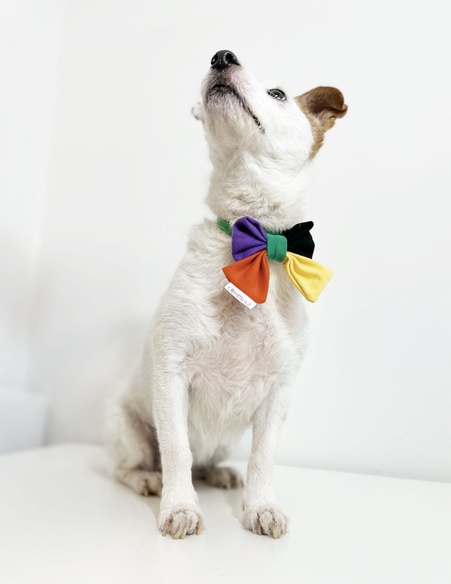 Doggo bow tie