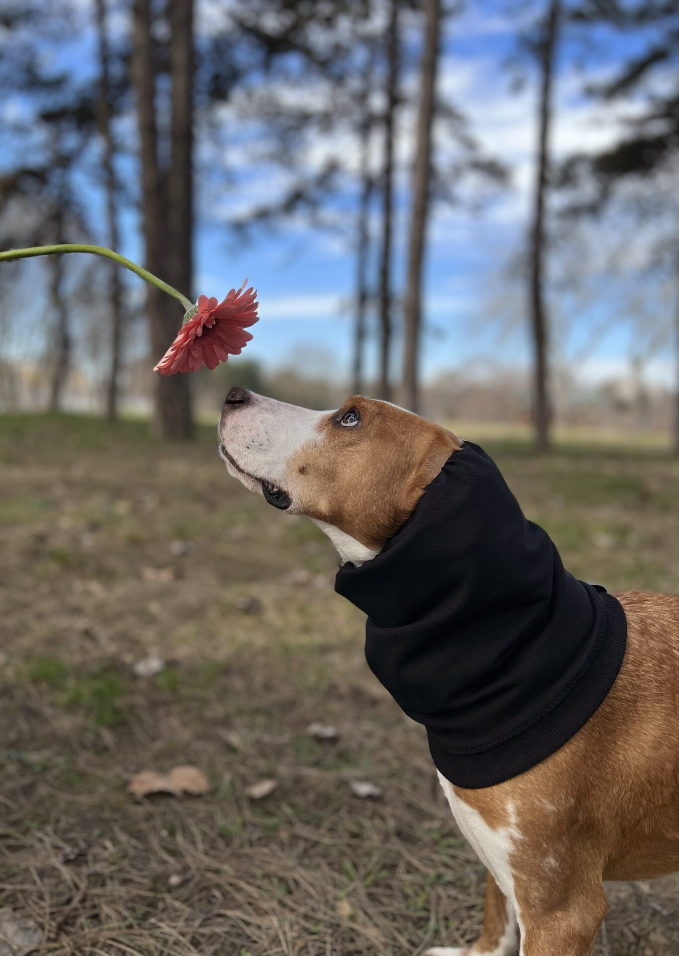 Snood dog