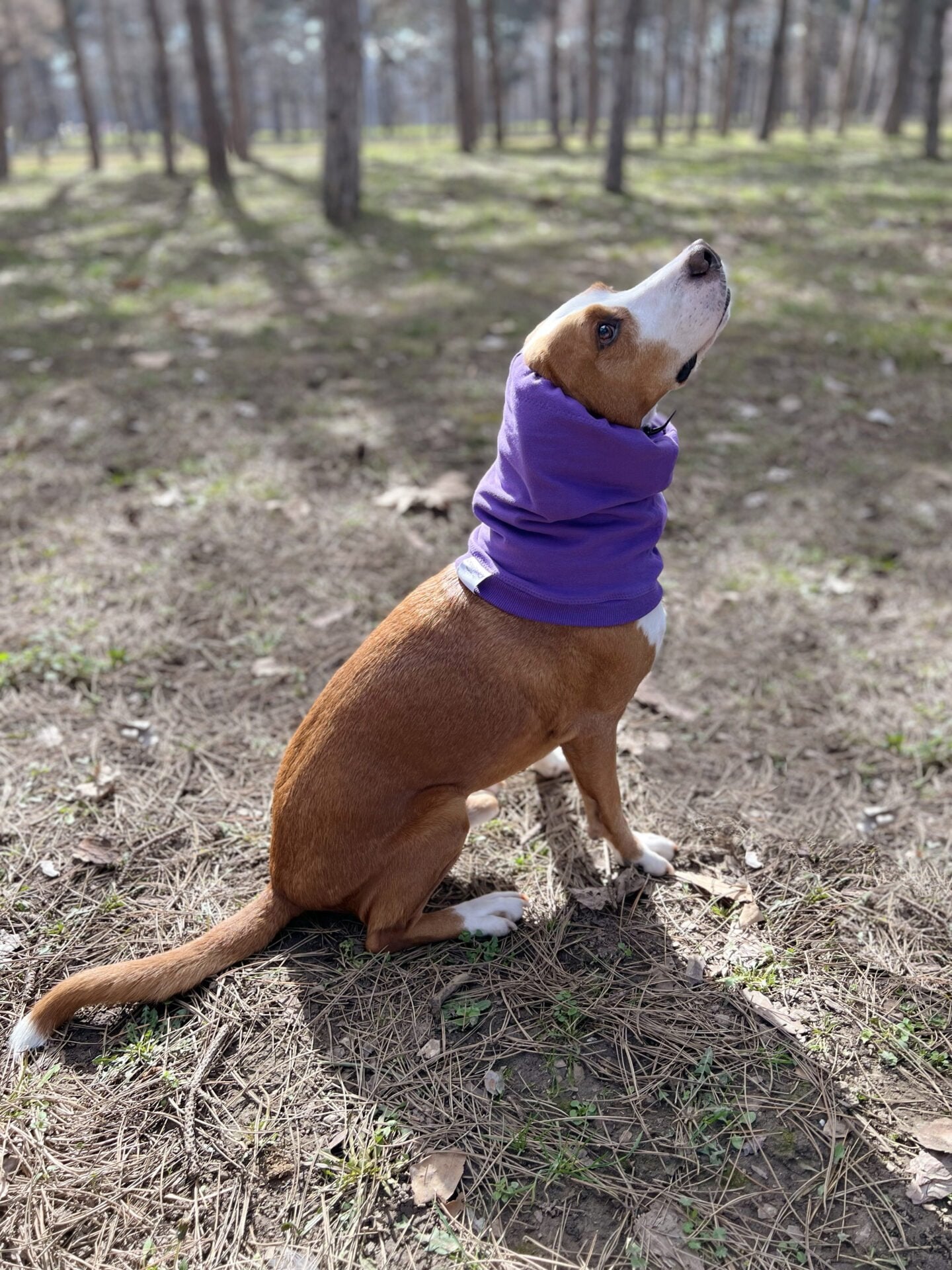 Snood dog