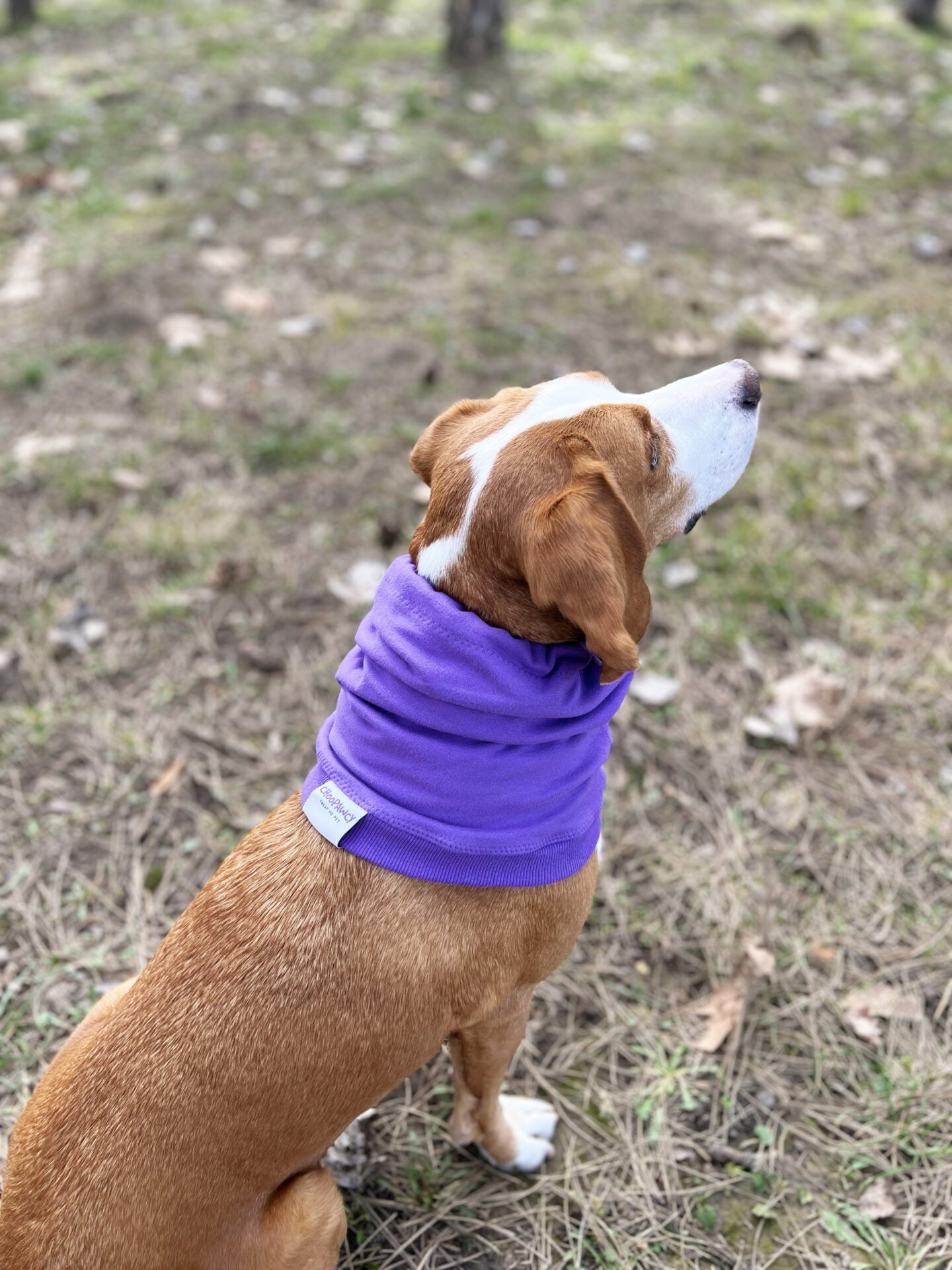 Snood dog
