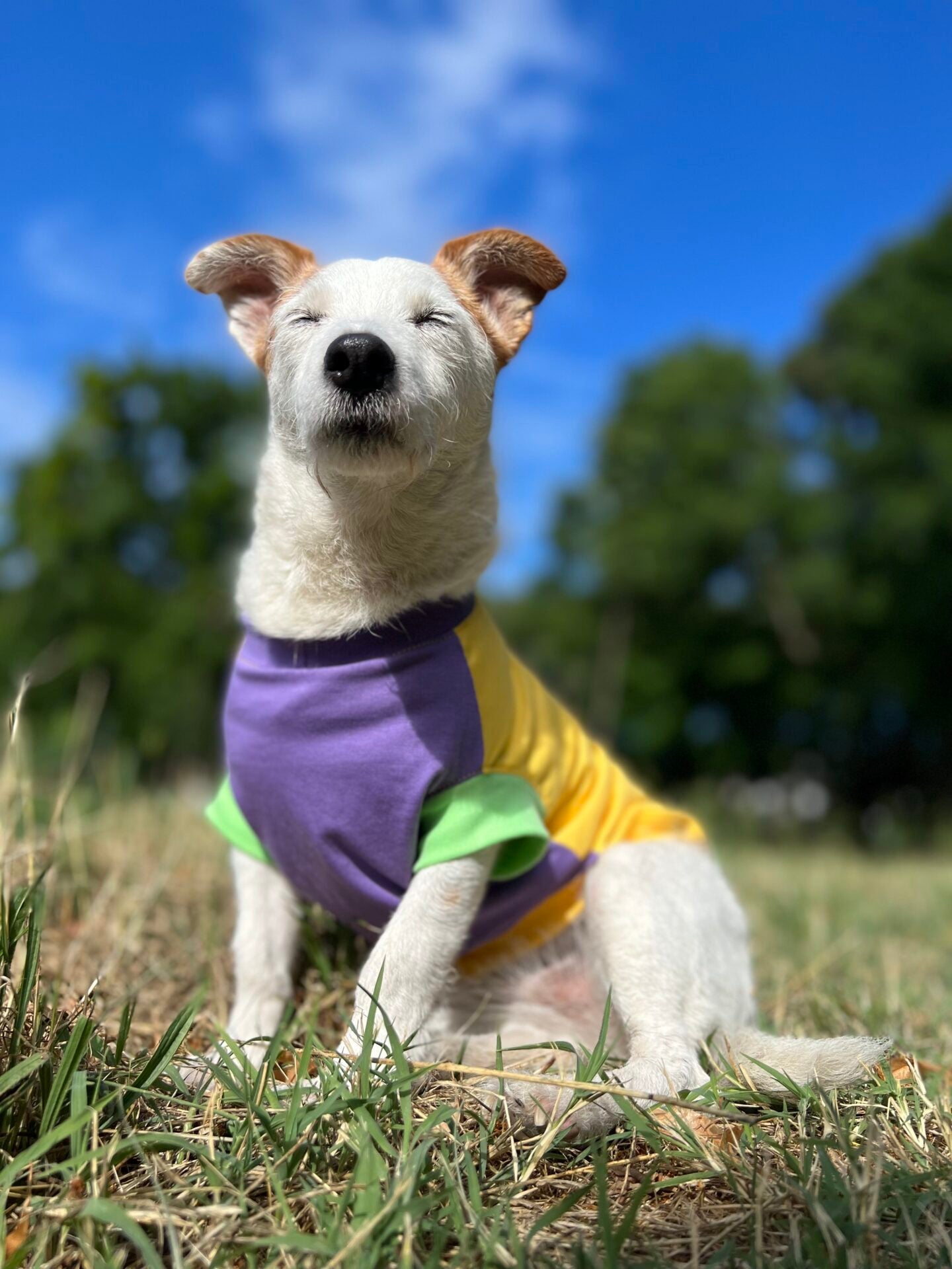 Sprinkles topping - doggo