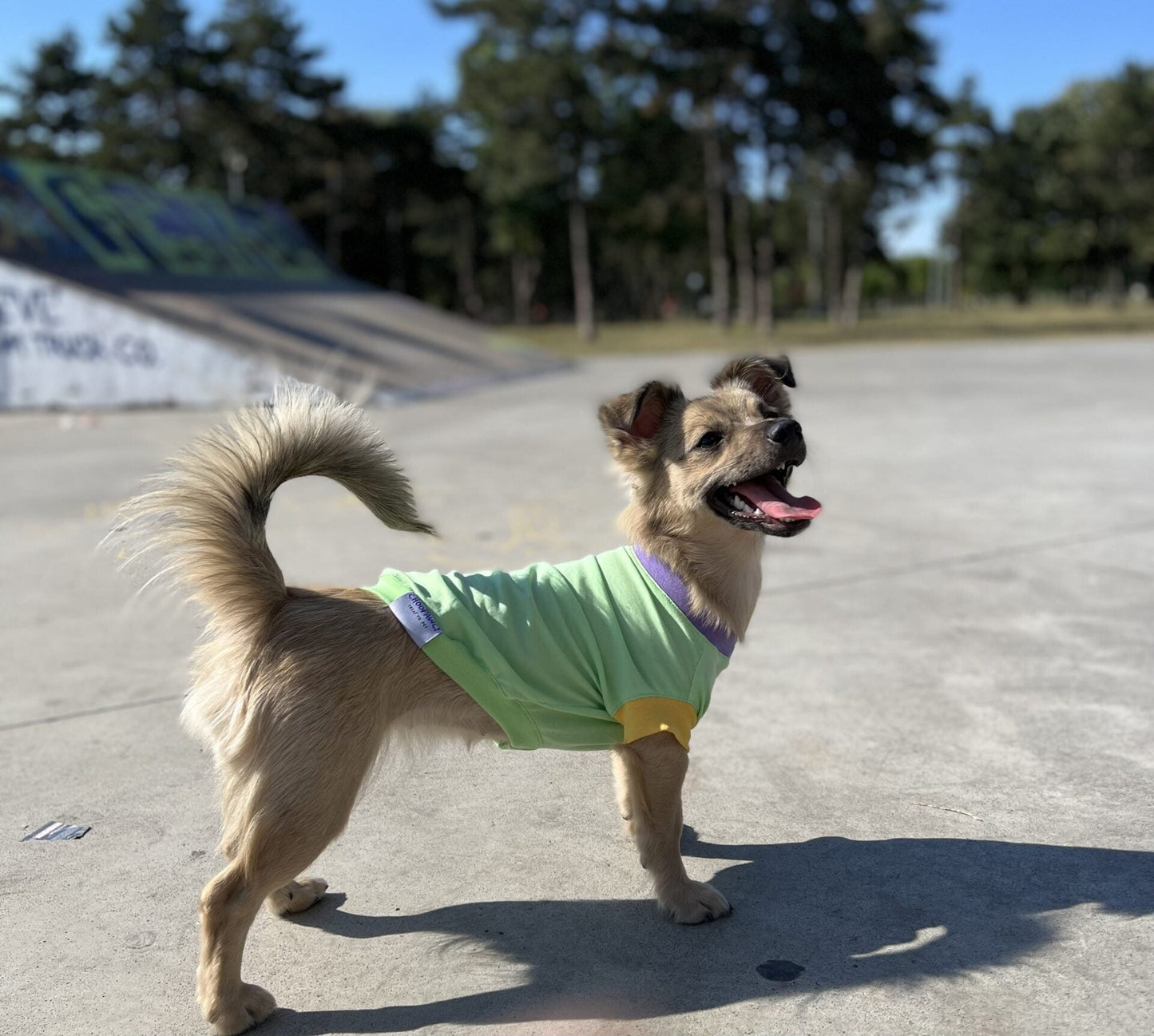 Kiwi melon ice cream - doggo