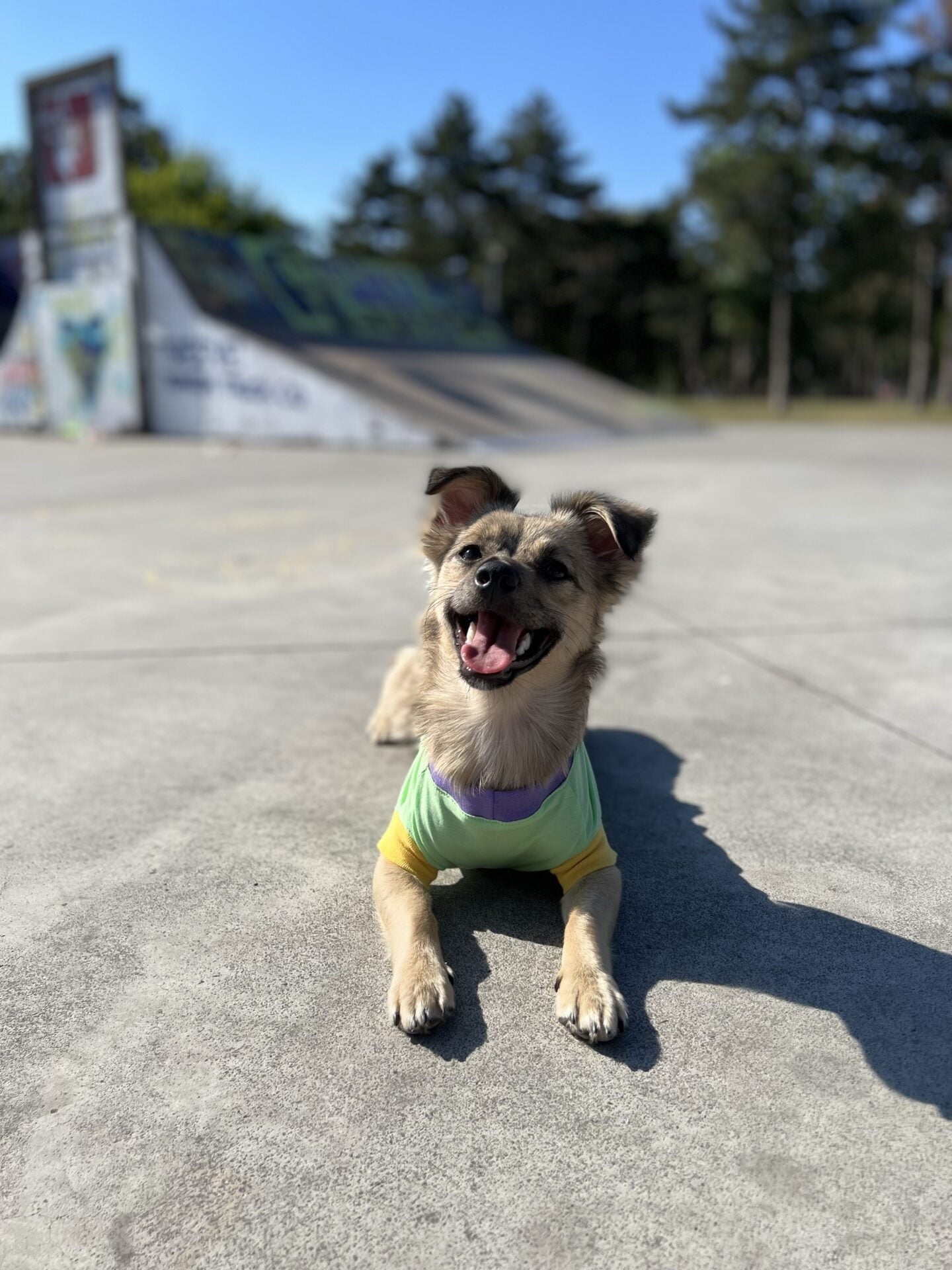 Kiwi melon ice cream - doggo