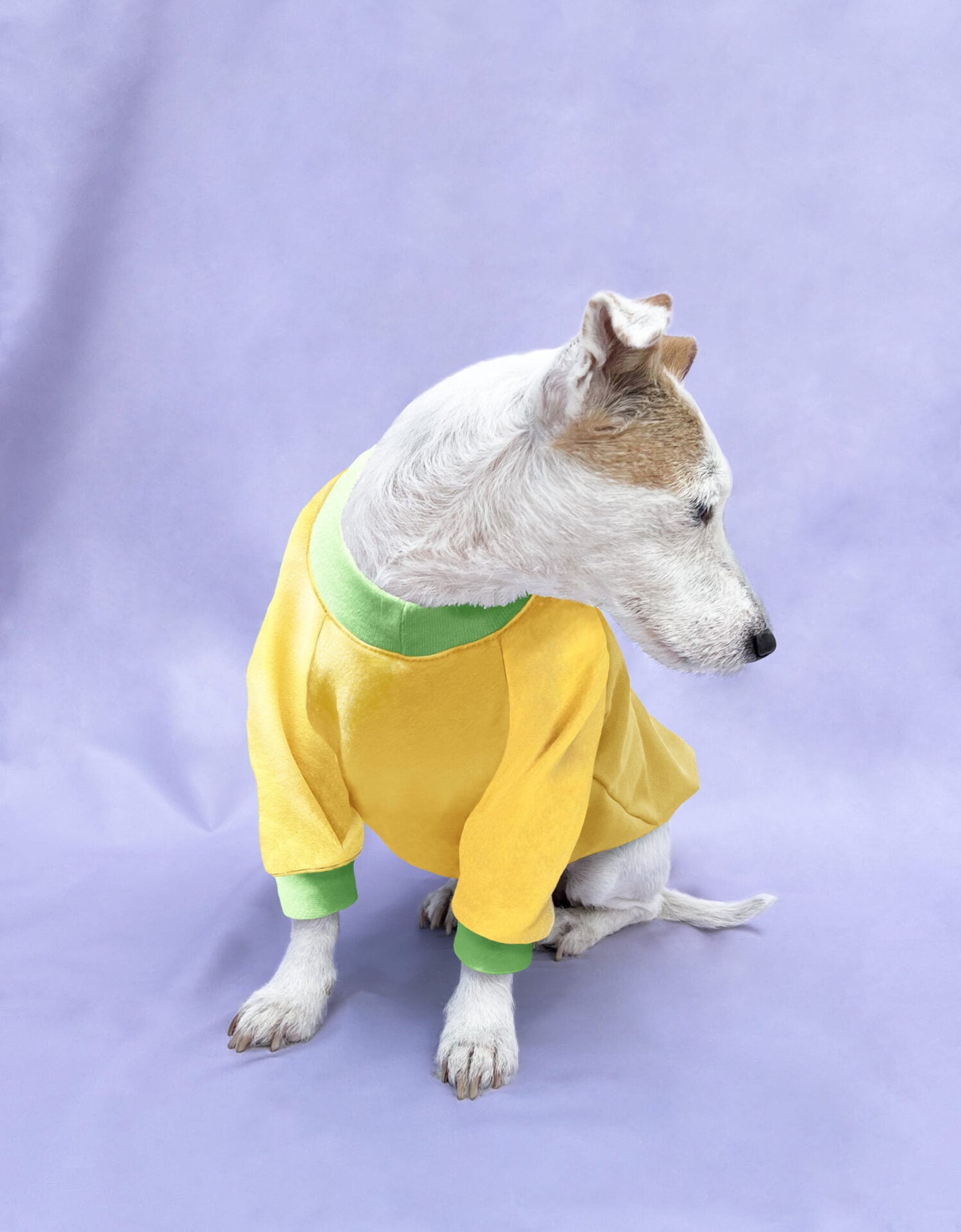 Vannila Pudding doggo