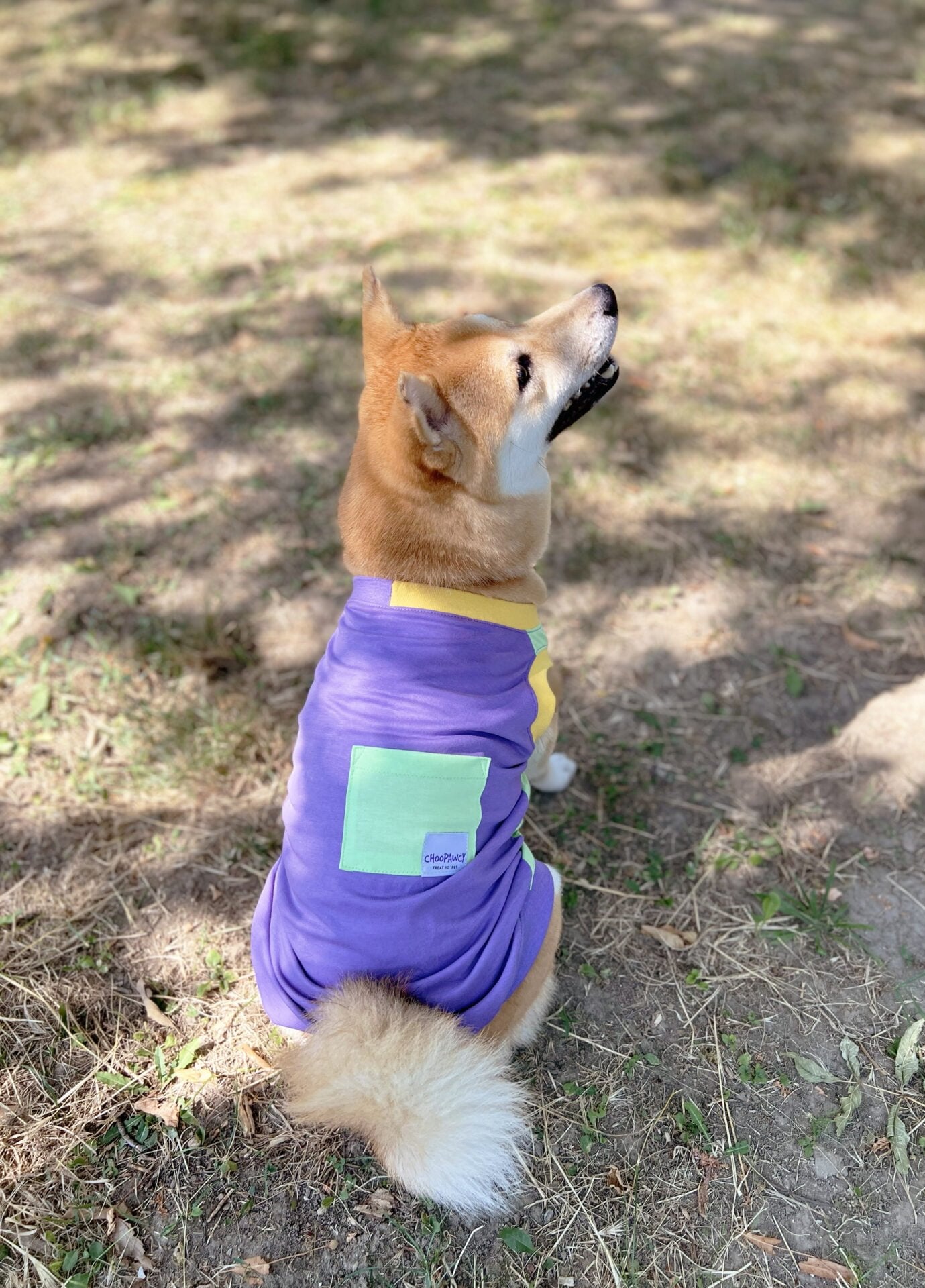 Berry trifle doggo sa džepom