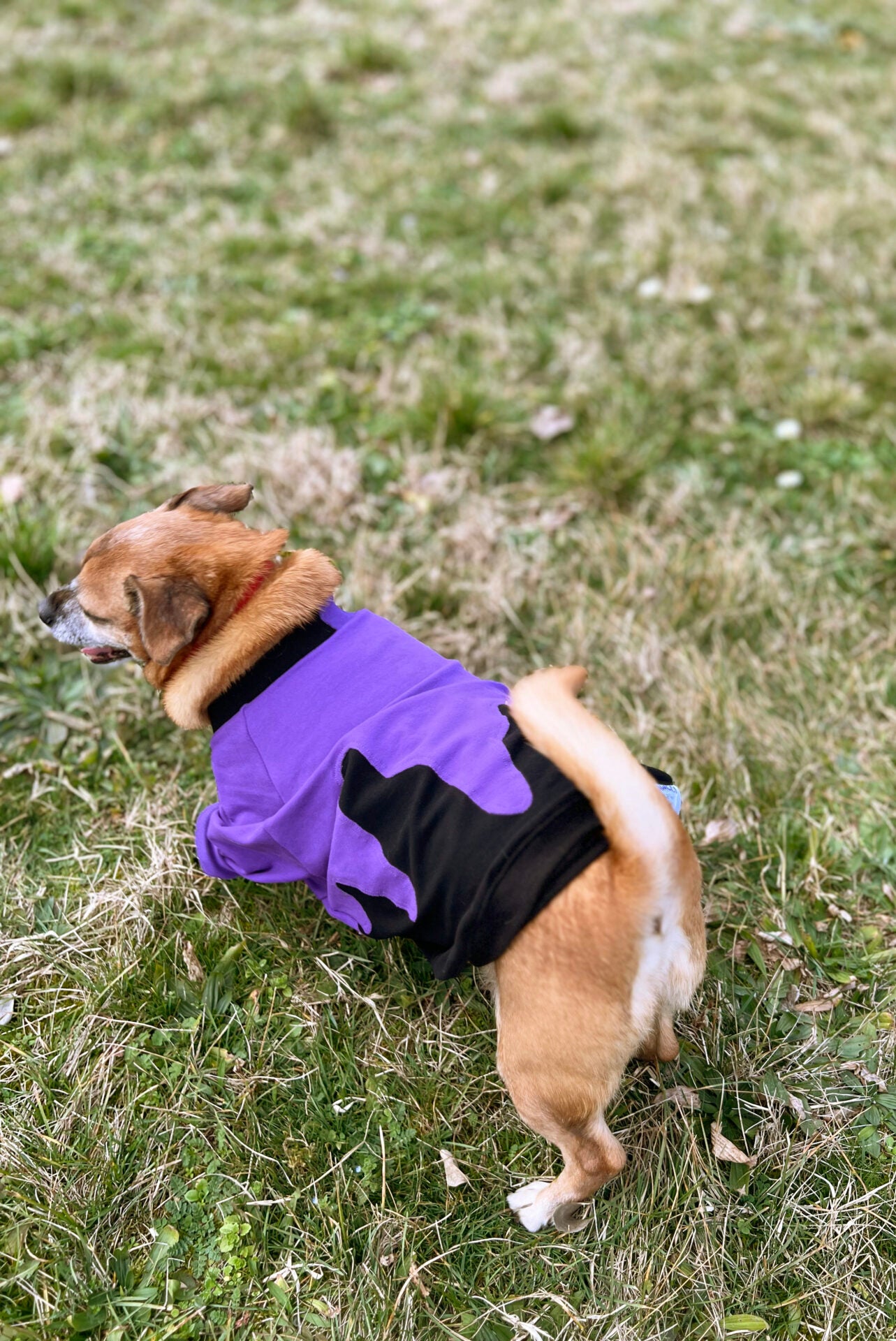 Drippin' around doggo