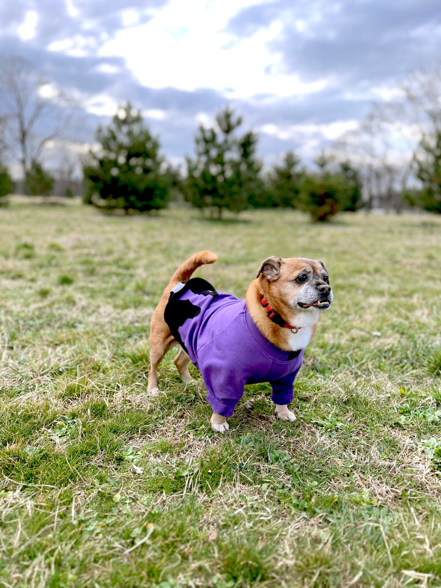 Drippin' around doggo