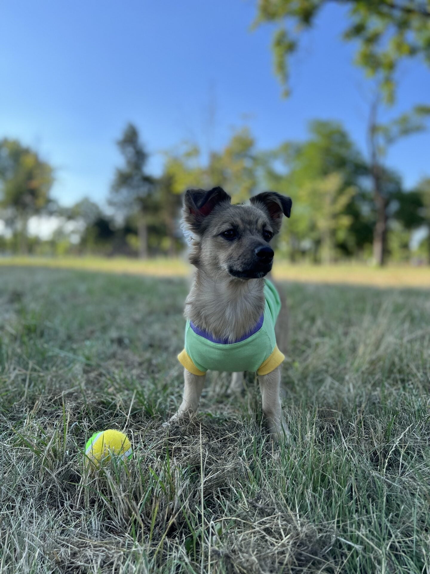 Kiwi melon ice cream - doggo