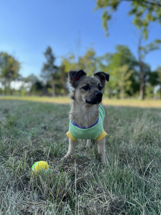 Kiwi melon ice cream - doggo