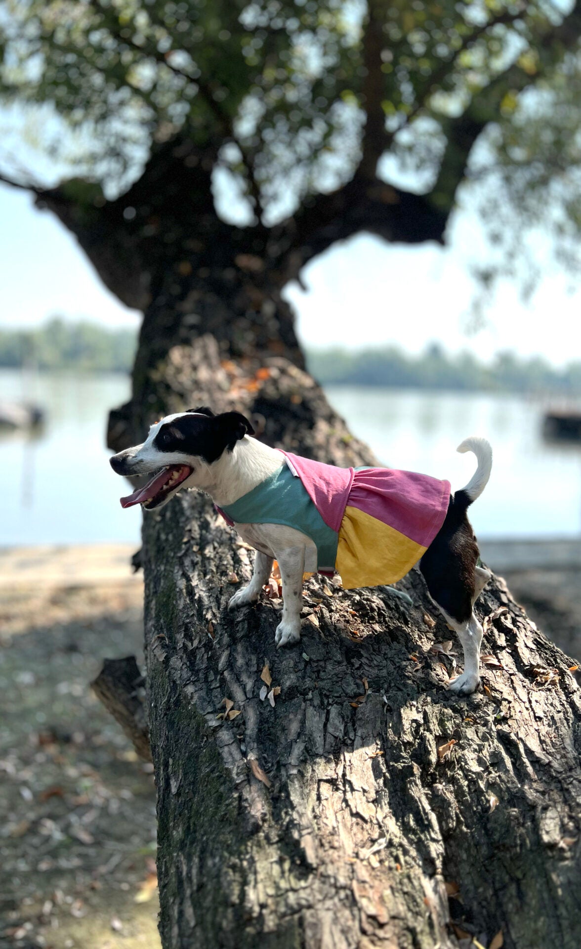 Color splash popsicle doggo dress