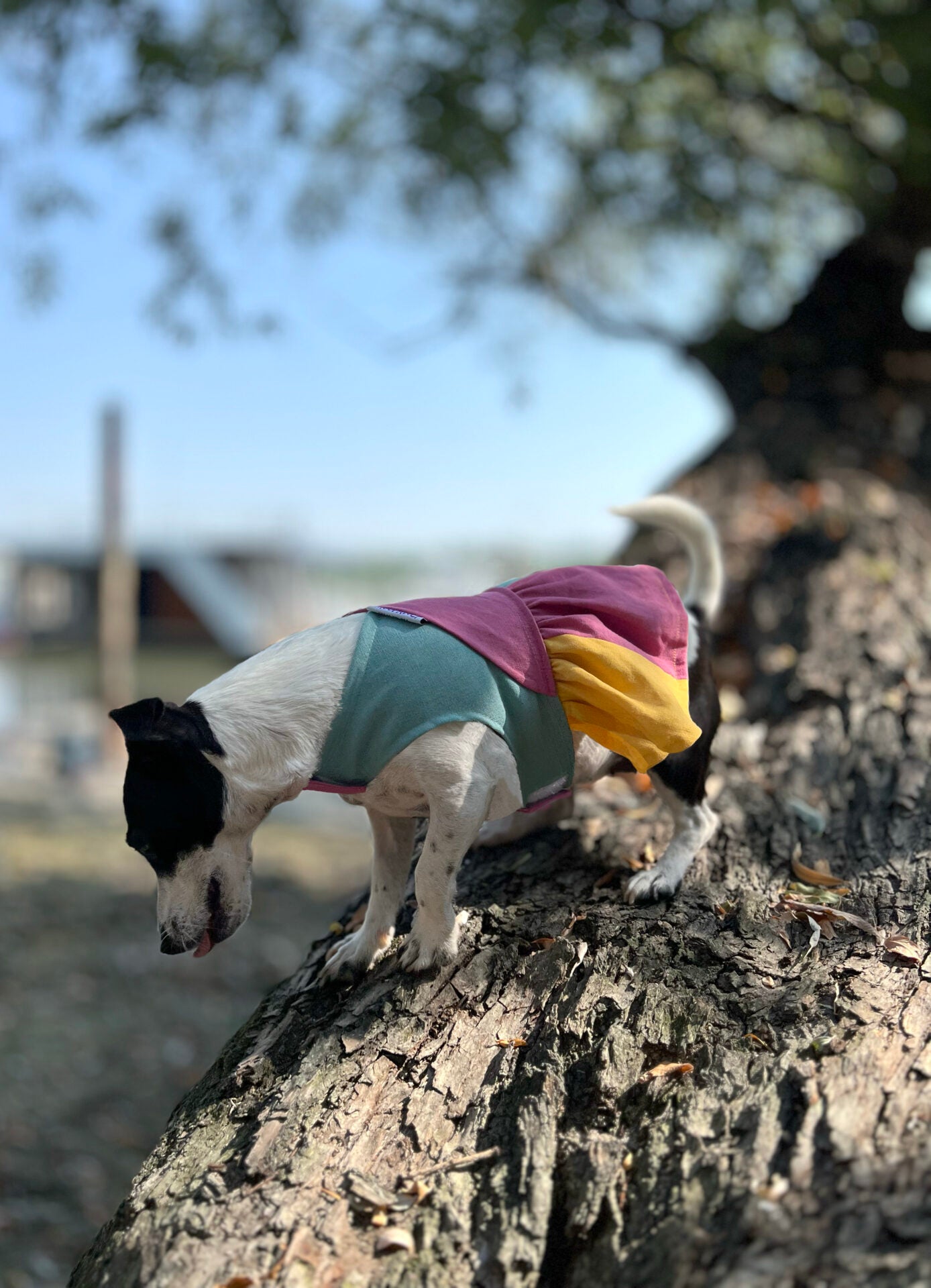 Color splash popsicle doggo dress