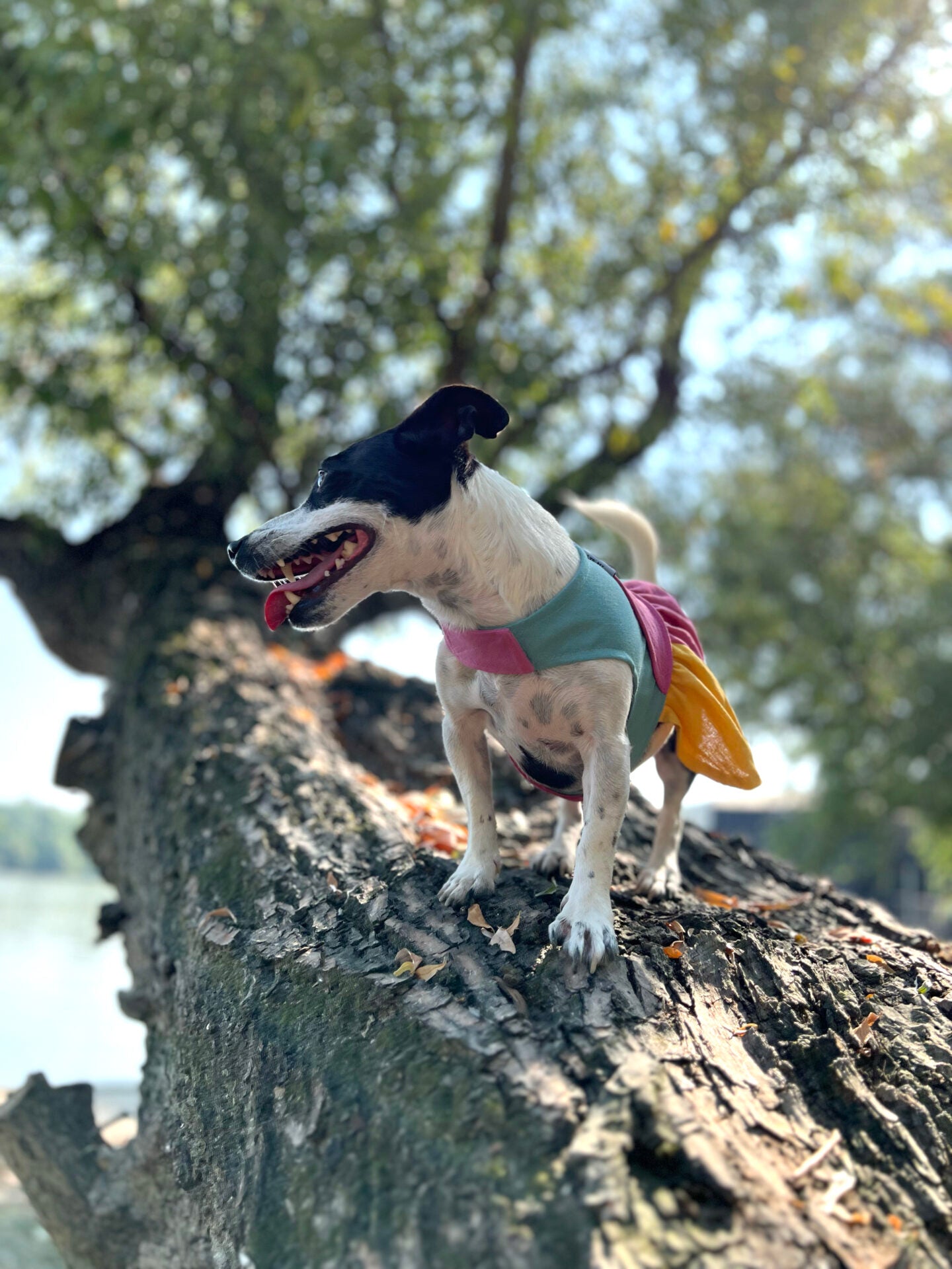 Color splash popsicle doggo dress
