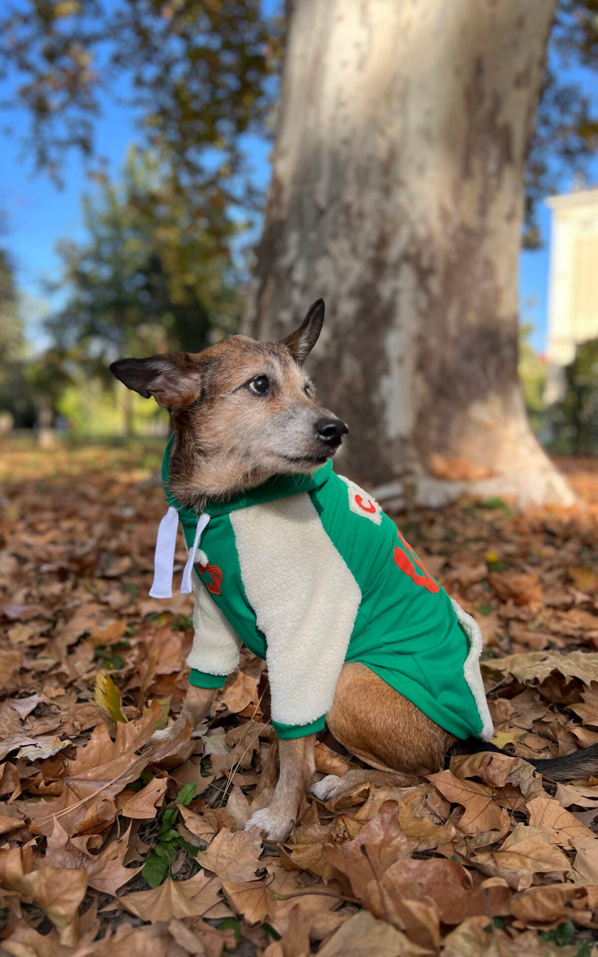 Cozy vibes doggo