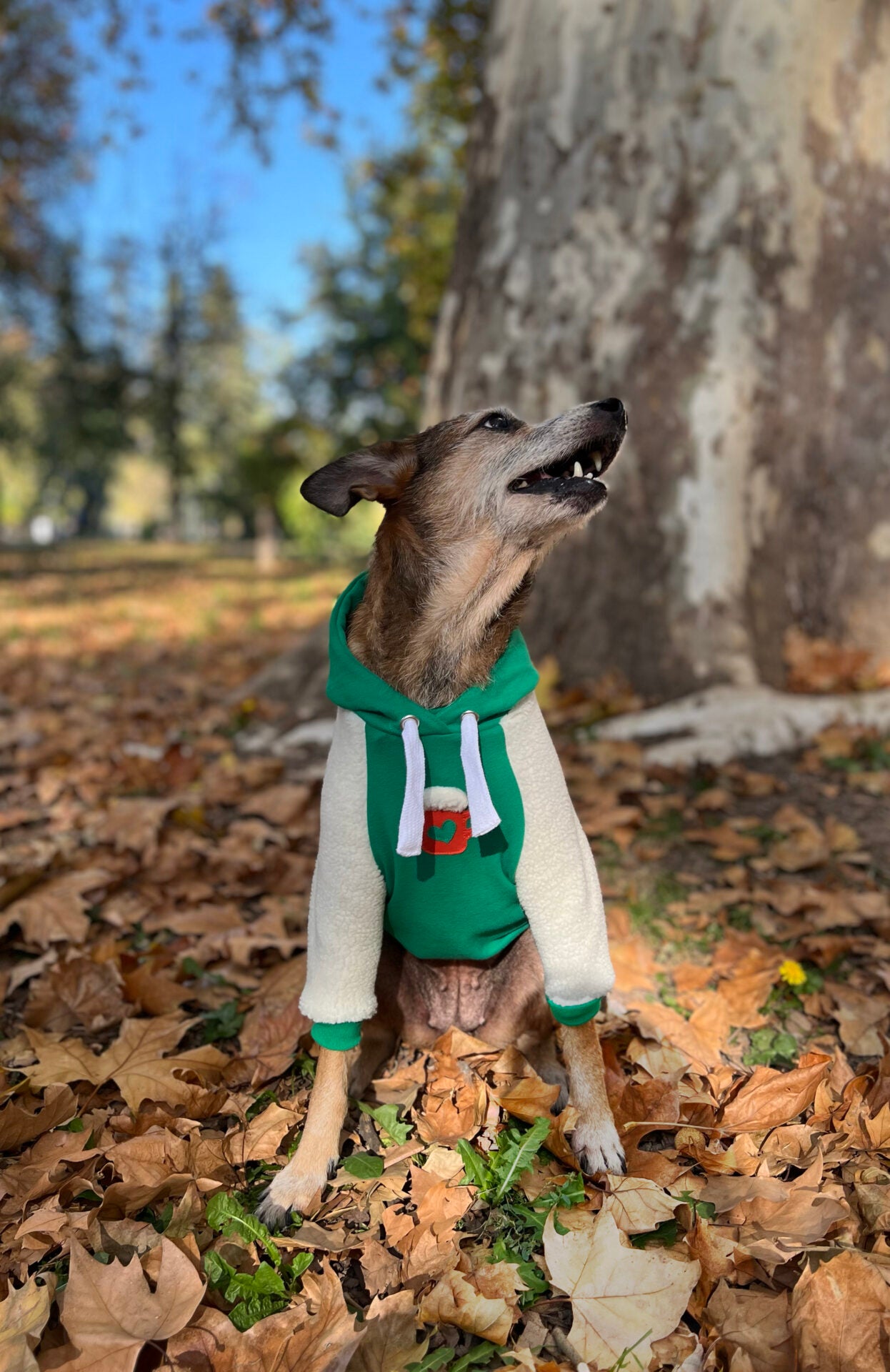 Cozy vibes doggo