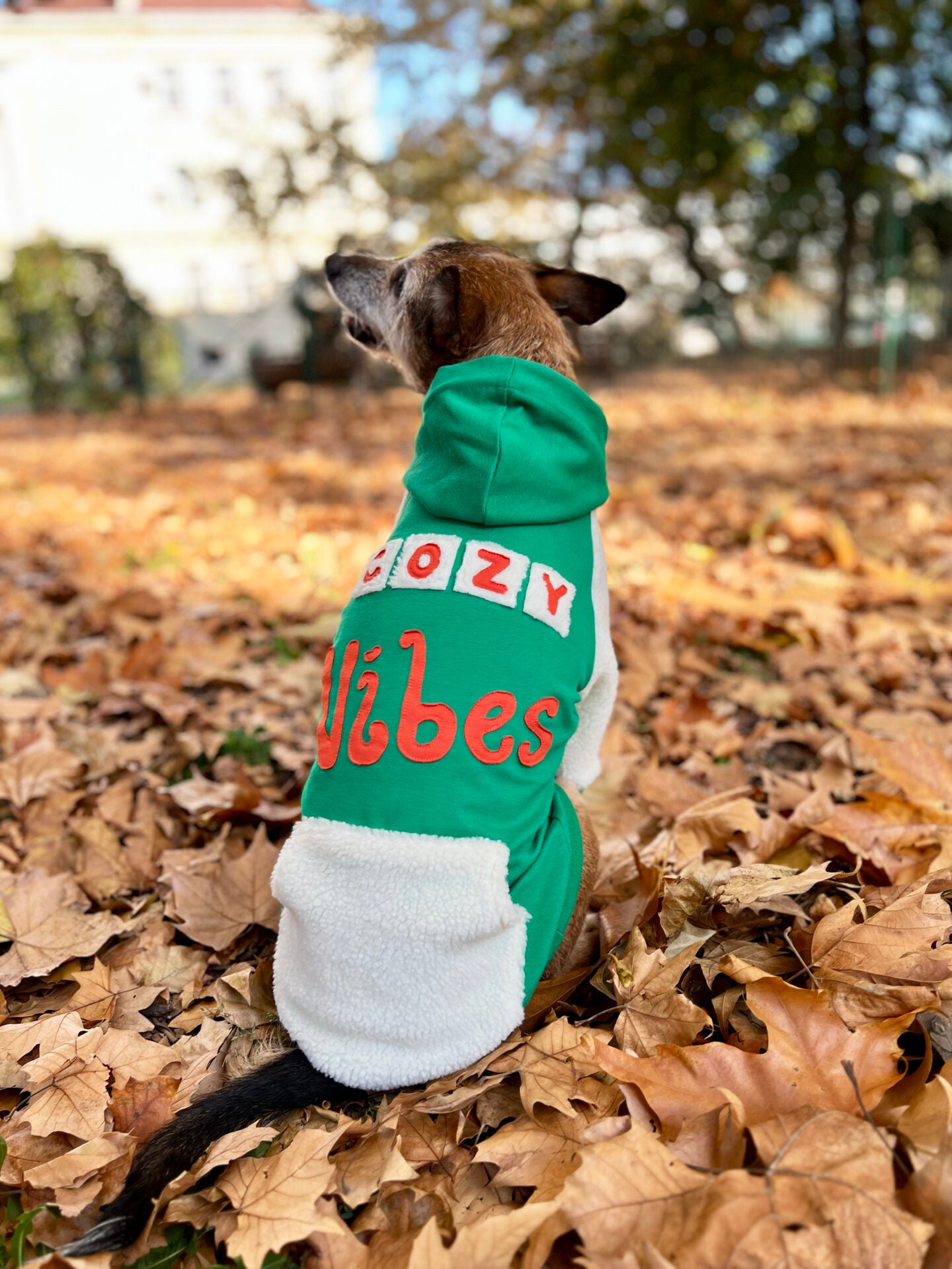 Cozy vibes doggo