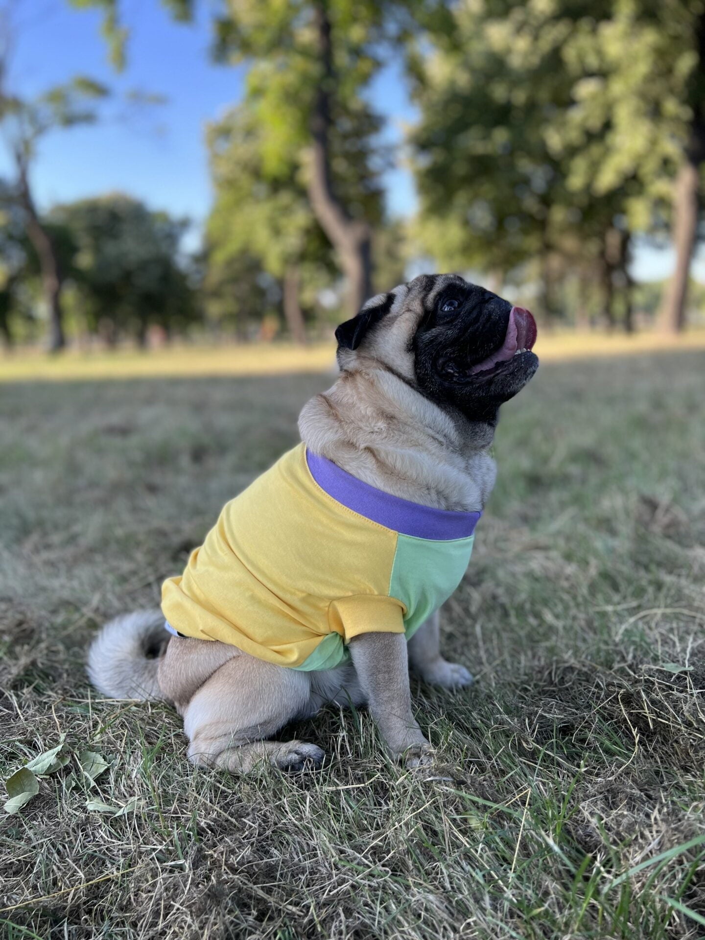 Perfect summer scoop - doggo