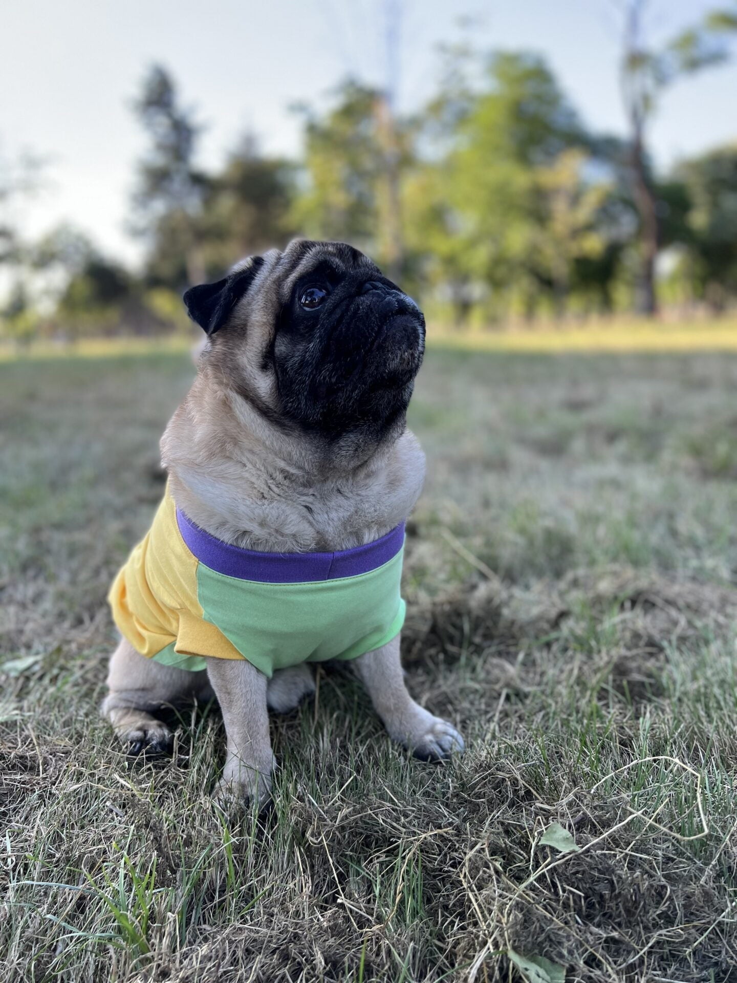Perfect summer scoop - doggo
