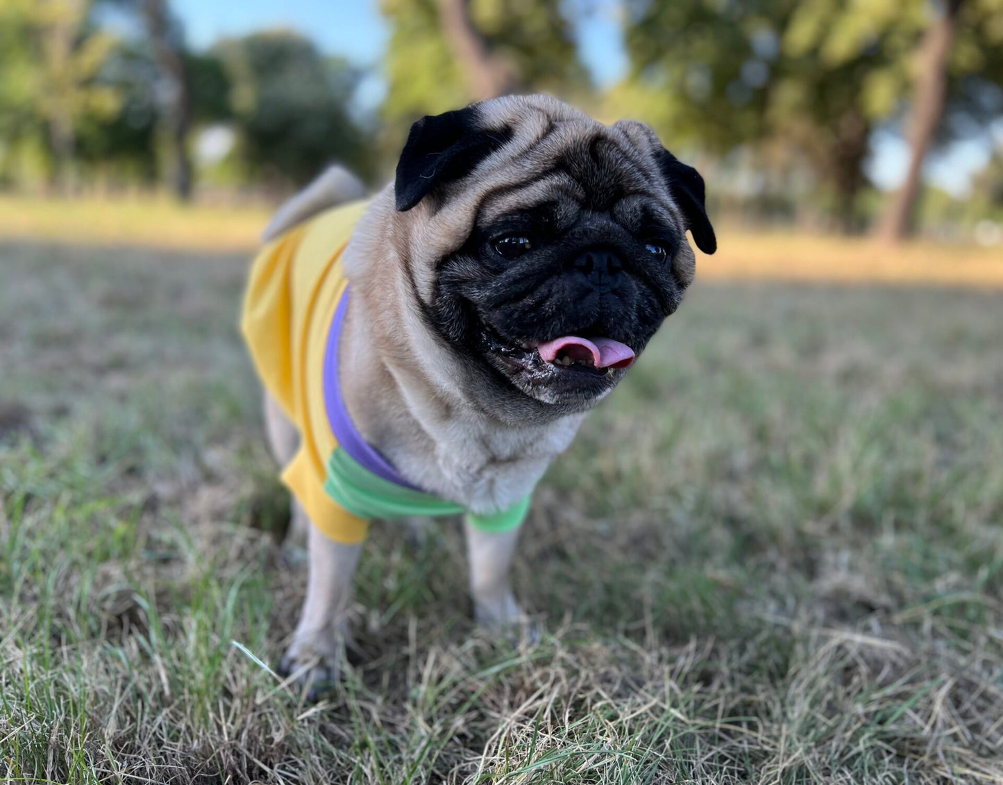 Perfect summer scoop - doggo