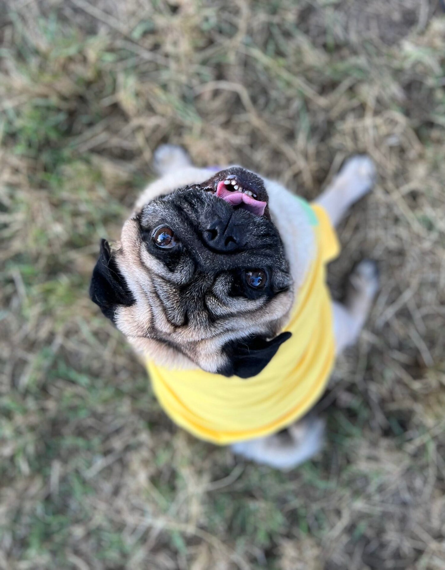 Perfect summer scoop - doggo
