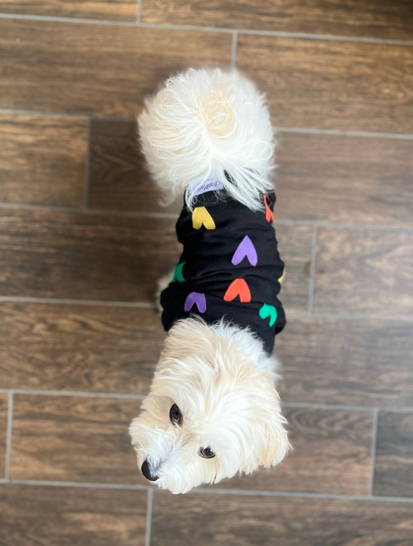 SILA doggo