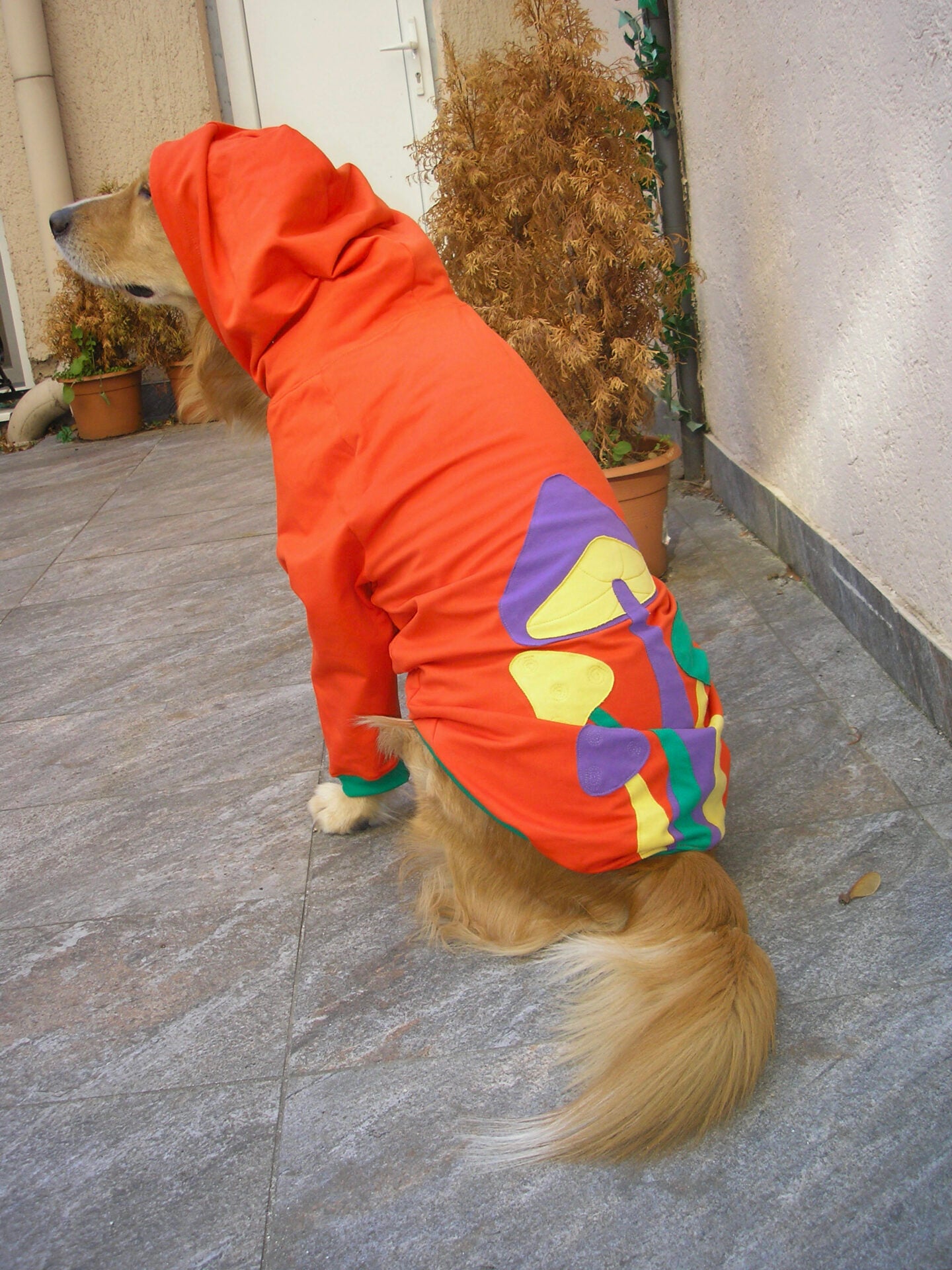 Grow and glow hoodie doggo