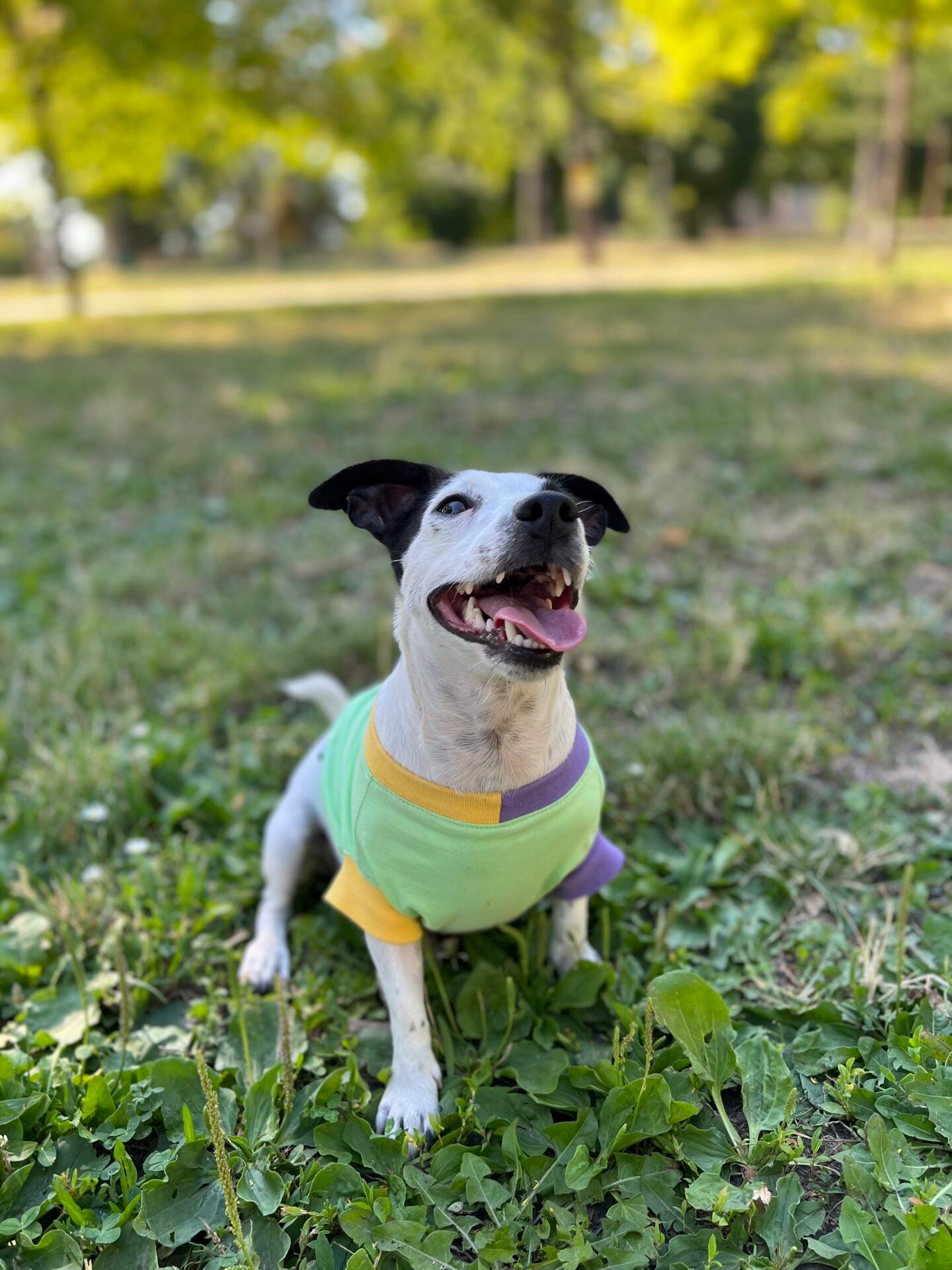 Tropical mix ice cream - doggo