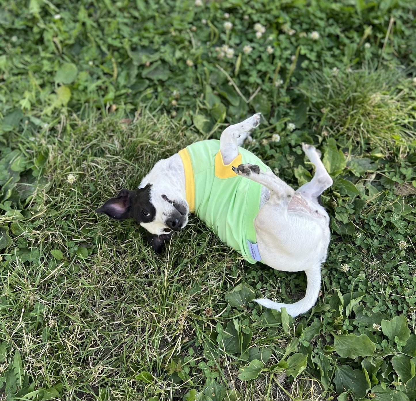Tropical mix ice cream - doggo